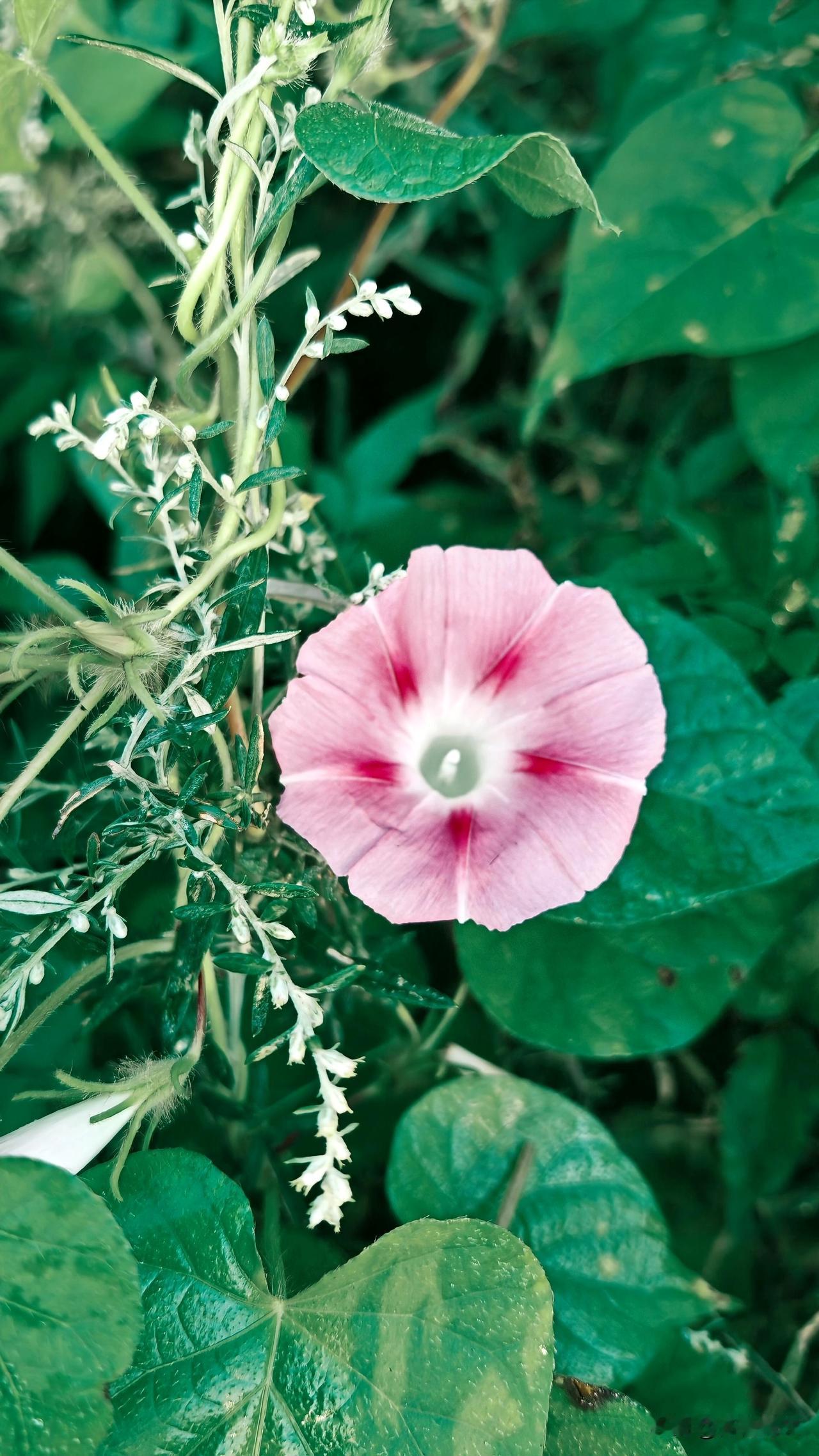 粉红牵牛：晨光里，粉红的花瓣薄如蝉翼，边缘微微卷曲，像羞怯的唇。露珠滚过时，那粉