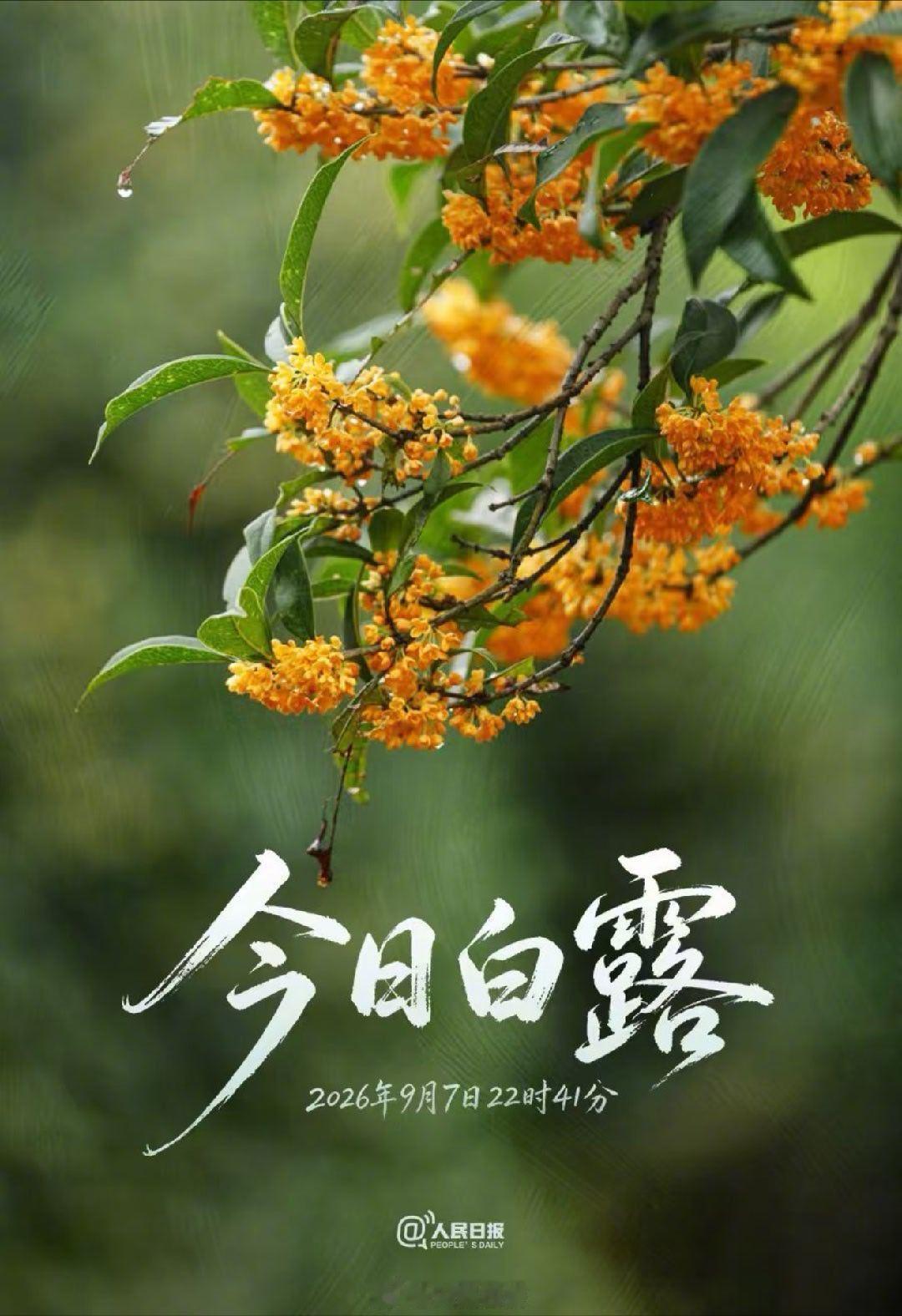 【今日，白露 】今日22时41分，白露至。白露有三候：一候鸿雁来，二候玄鸟归，三