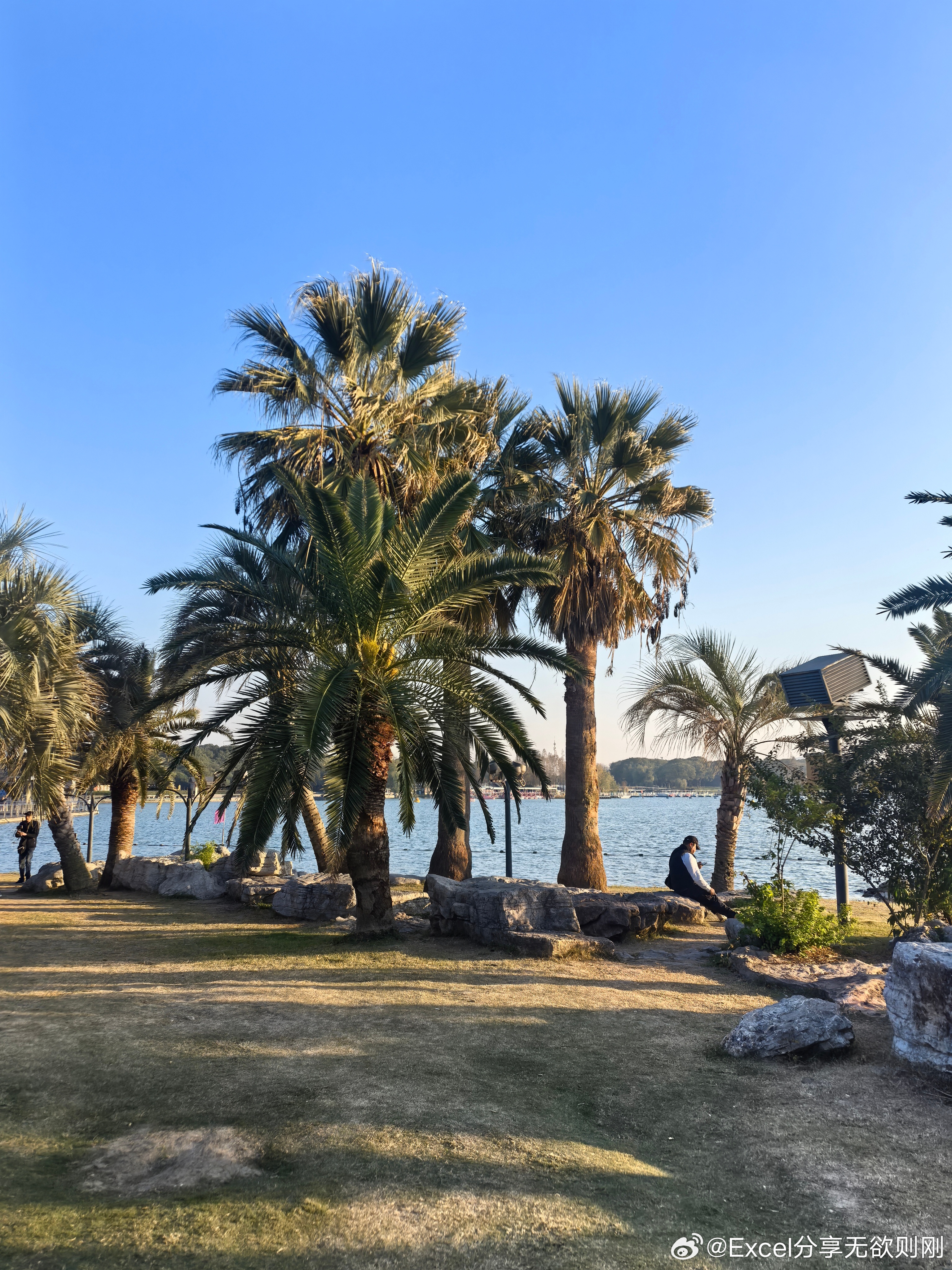 无锡也有椰子树了 
