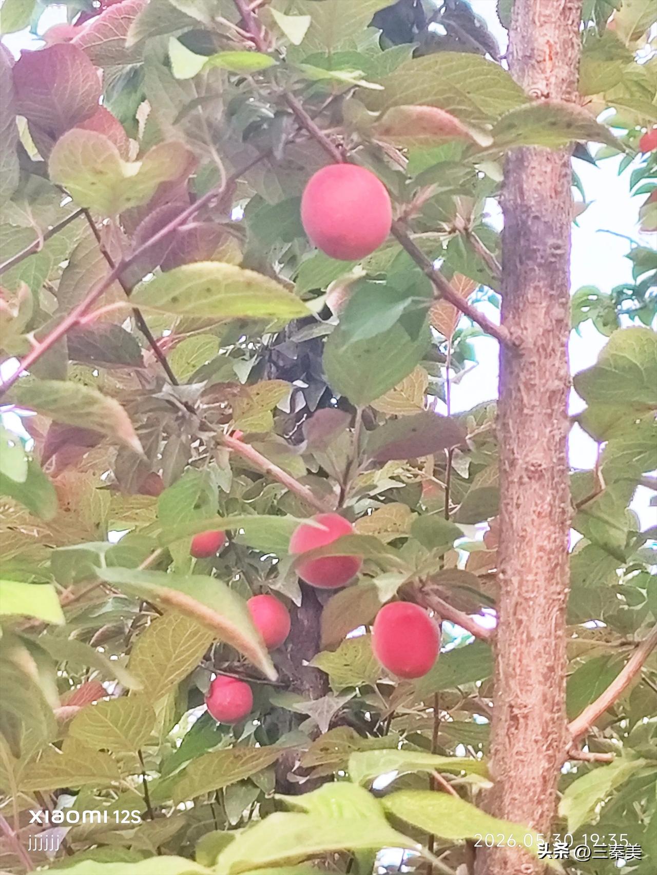 照片里的果子红得通透，而这正是美人梅（学名 Prunus × blireana 