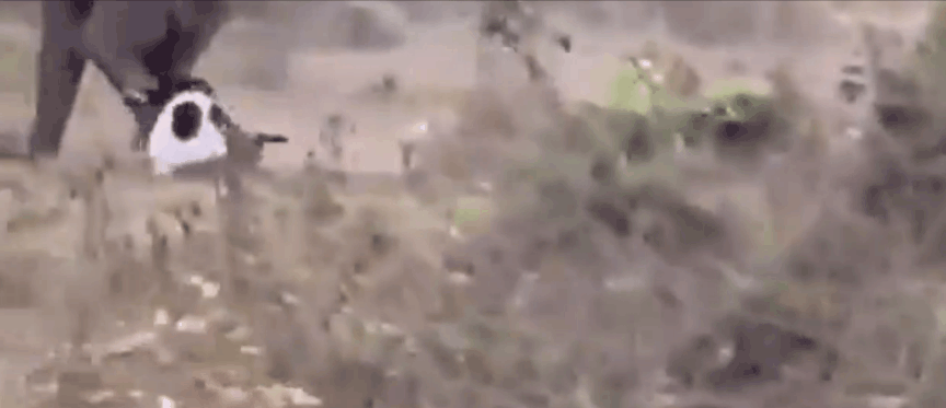 大命之人，竟然从野象蹄子下逃出生天。
3月17日，印度奥迪沙邦的一名男青年在野外