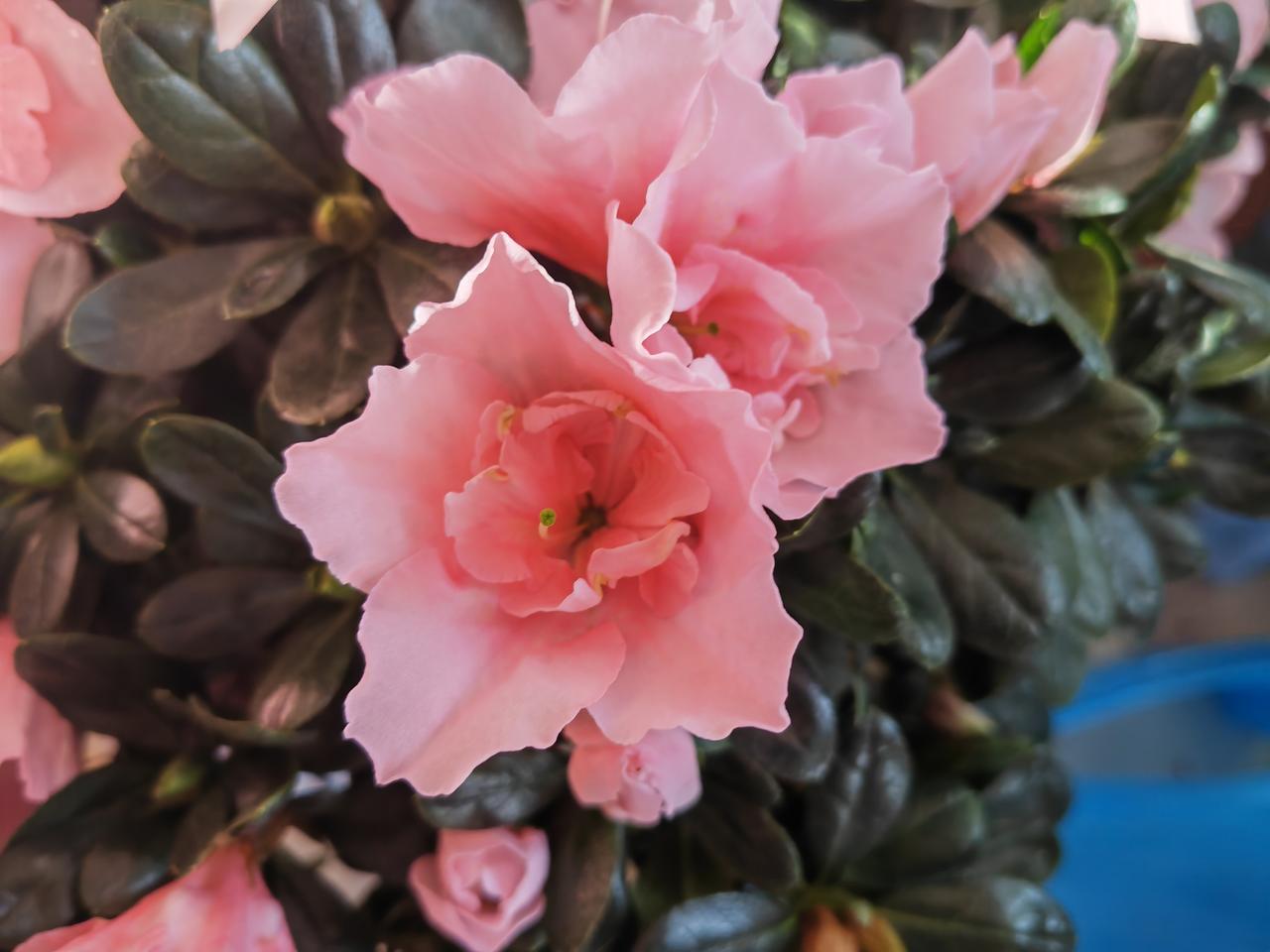 有没有漂亮的花朵图片吗