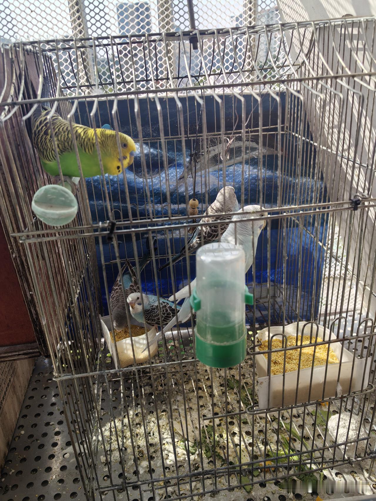 这一窝孵出来6只，3只长大，3只夭折，同一窝鹦鹉出壳时间相隔太大了。