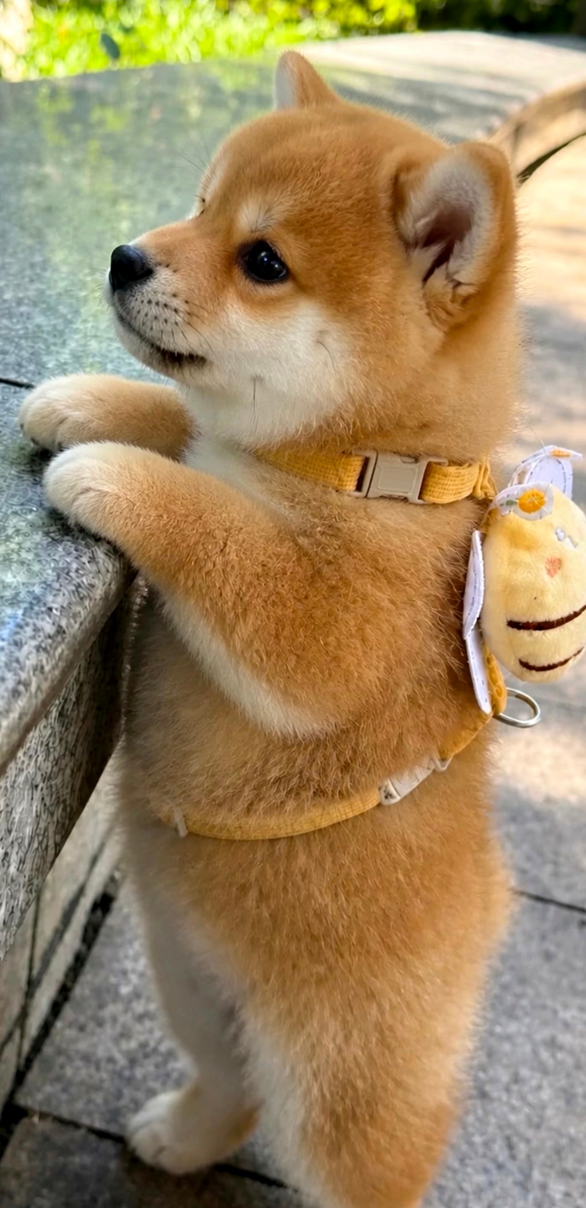分享图片 
