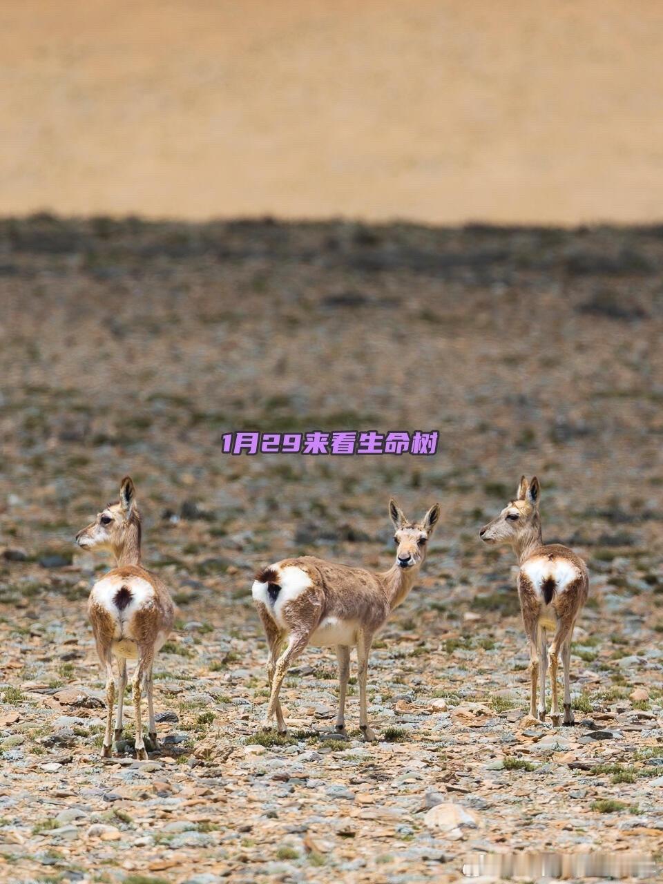 1.29号月底爱奇艺，➕🐏8️⃣我们看👀什么！生命树，生命树，生命树，还是生