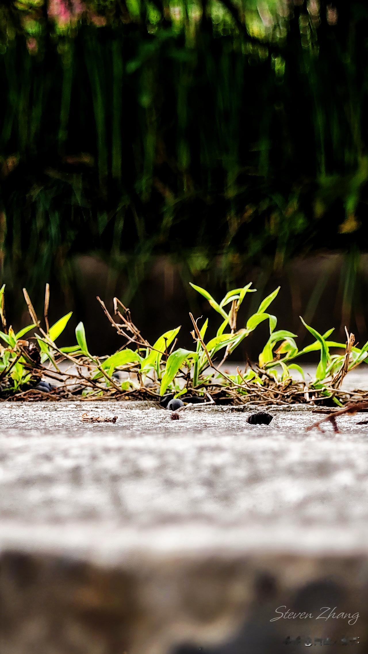 既然无法选择出生和环境，那就按自己的方式肆意成长，再渺小的身躯，也能活出一道炫目
