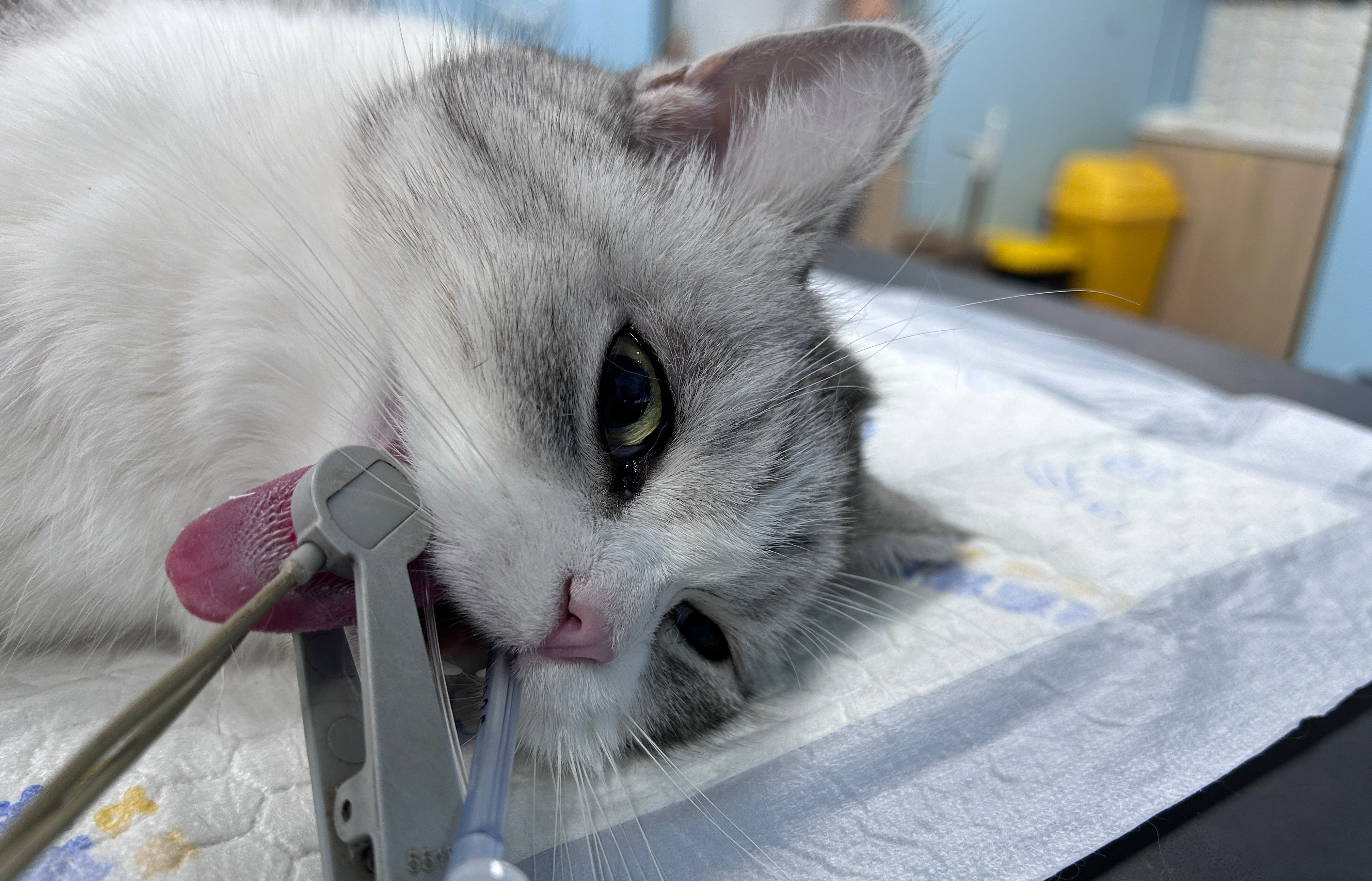 小猫咪是啥都敢吃啊~猫咪异物的情况比较少见，吃的一般都是是个线啊针啊的~ 吃us