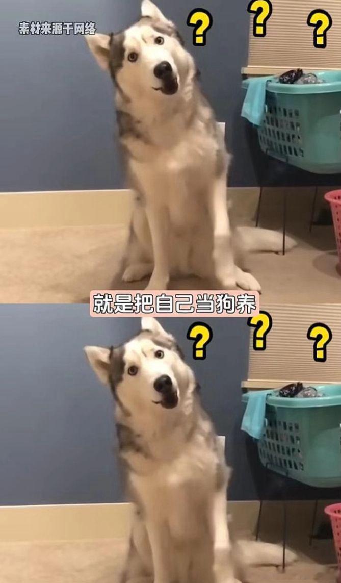 建议大家多向小狗学习建议像小狗一样养自己养了狗之后才真正懂了小狗式生活的好。以前