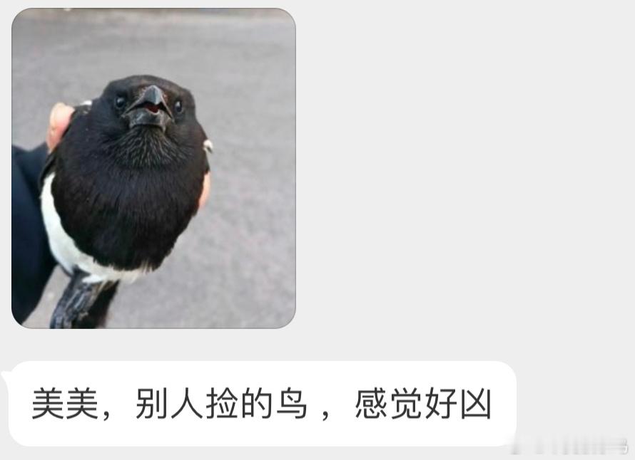 是一只喜鹊想叼人的眼神是藏不住的 ​​​