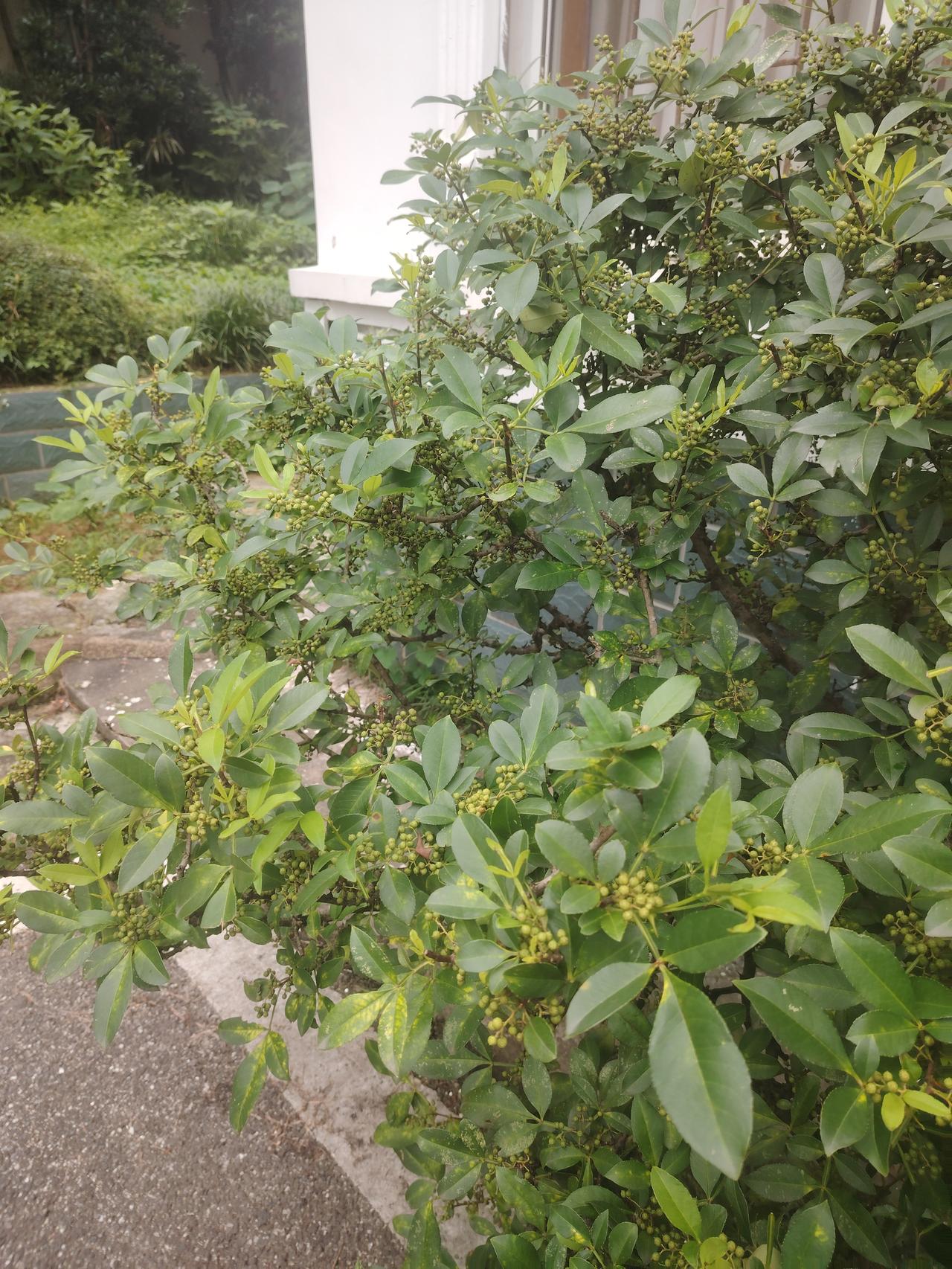 相册里的花花草草总能勾起不少回忆。就说这花角树，它结果超多，既能当调料，还能做药
