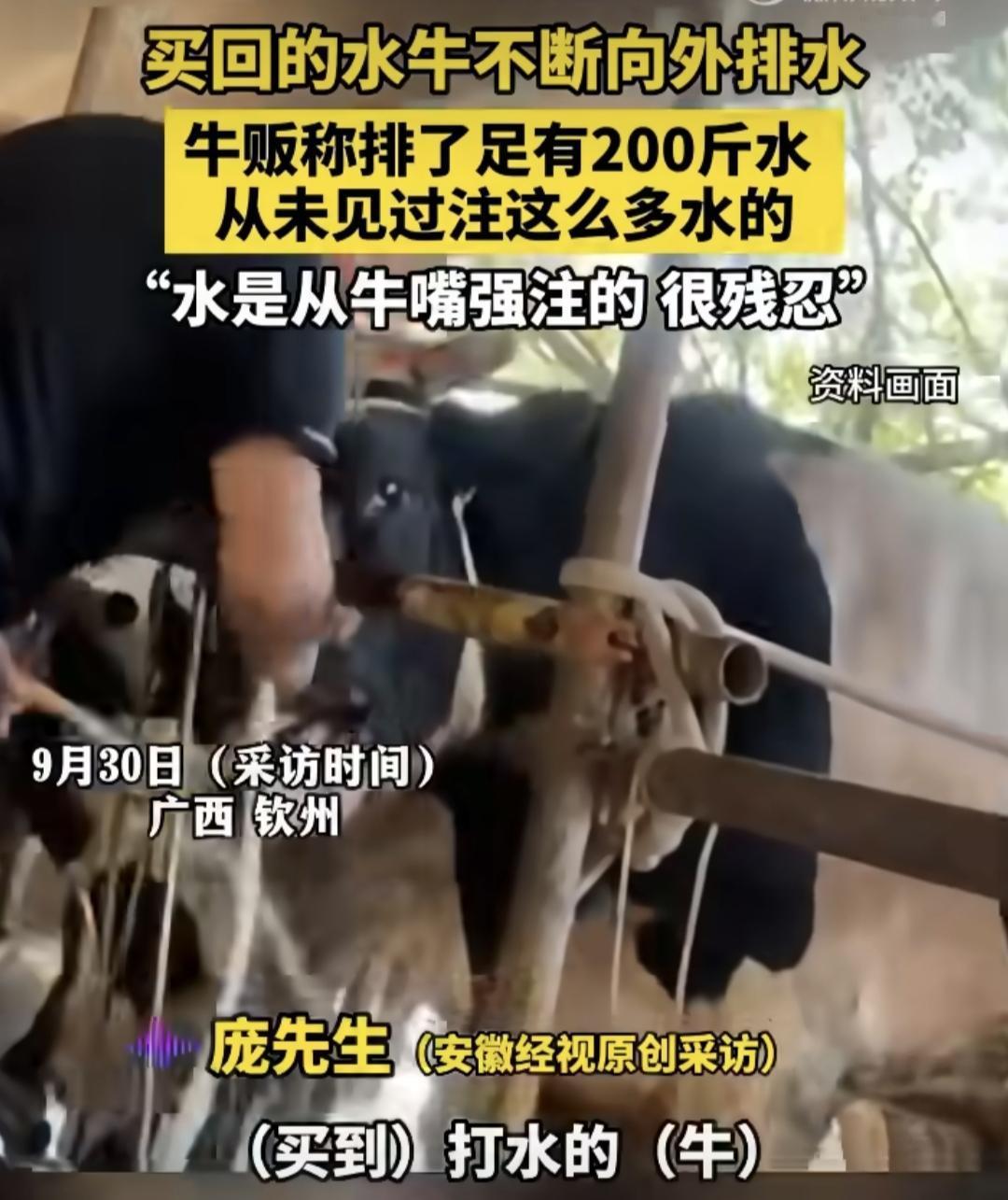 广西钦州，9月30号，一头牛，哞地一声，成了“移动水桶”。10小时，200斤！不
