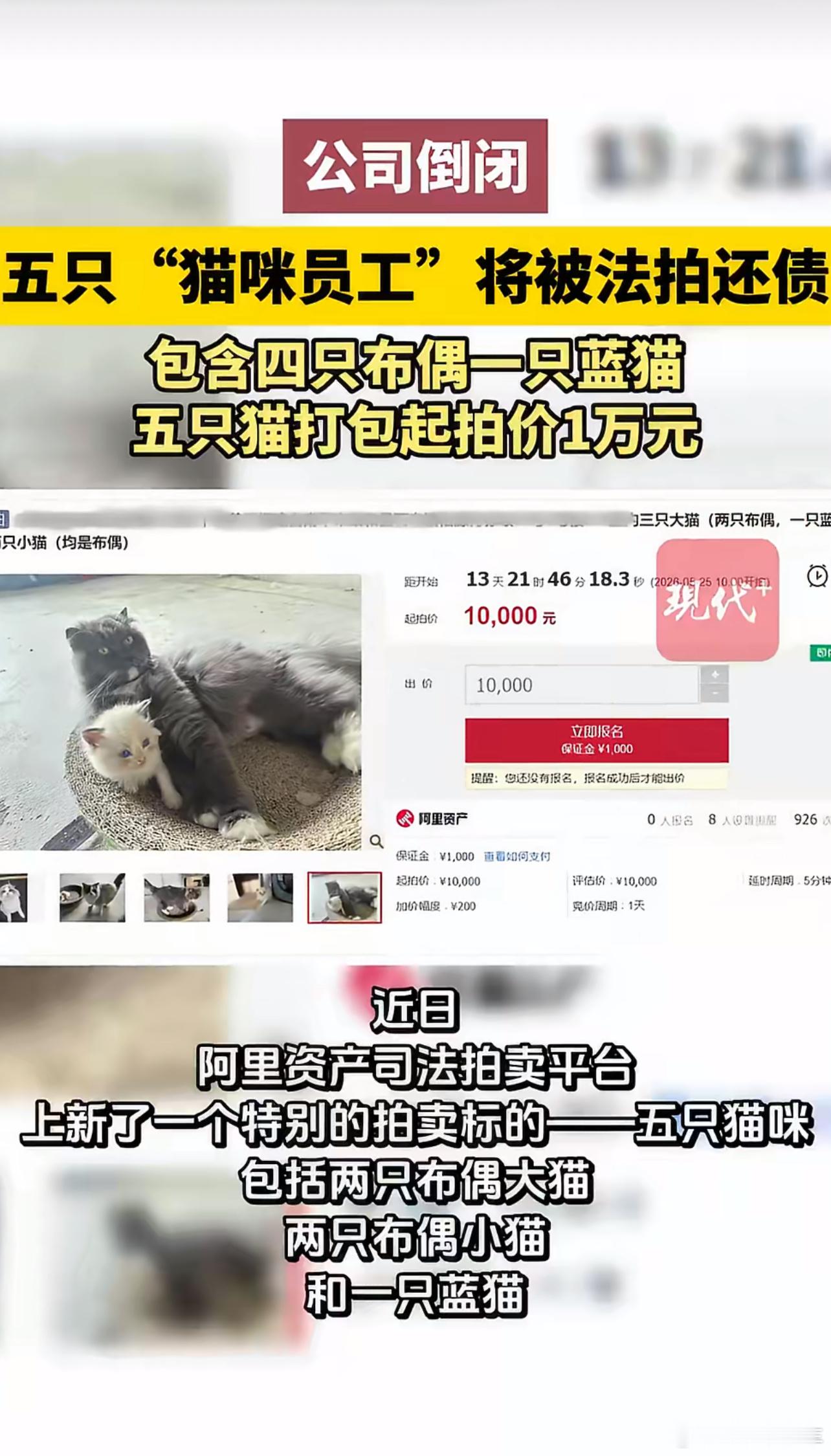 公司欠债倒闭五只猫咪员工被法拍五只猫咪是这公司最后的资产了吧希望能找到合适的主人