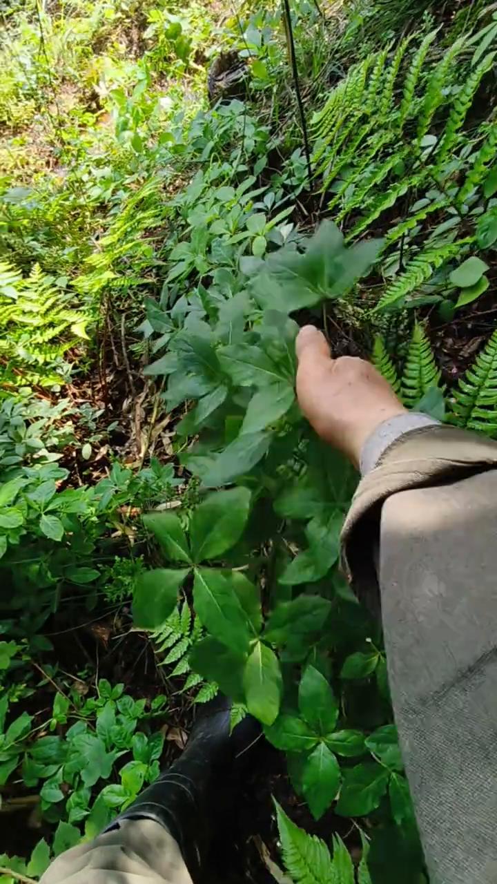 我是鸡，你爸的过的，快快呢。