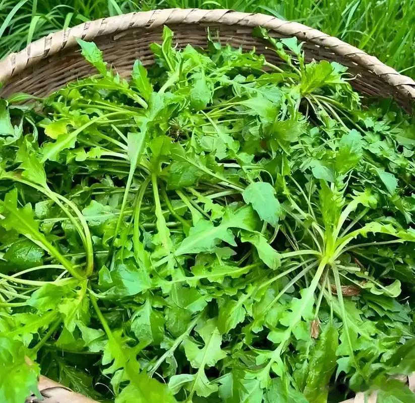 荠菜馄饨里，包着一整个温润的江南
 
春风拂过江南的田埂，鲜嫩的荠菜便从泥土里探