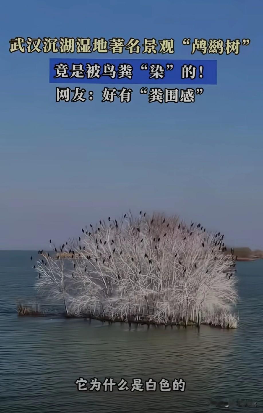 远看很有氛围感
但近看[偷笑]
或是了解真相的
那是相当有“粪围感”[呲牙]