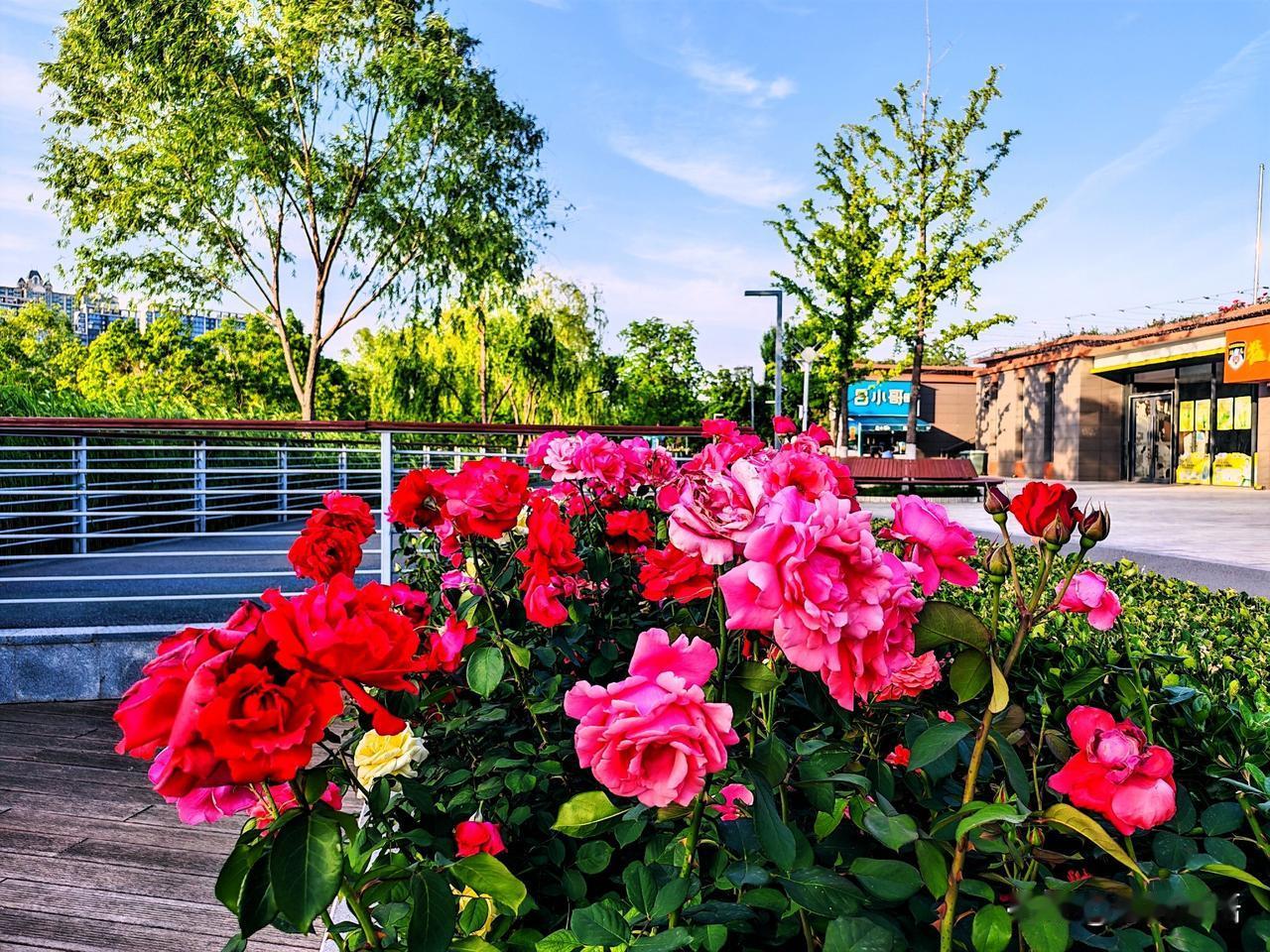 红粉映日，芳华满园。🌸🌹🌺