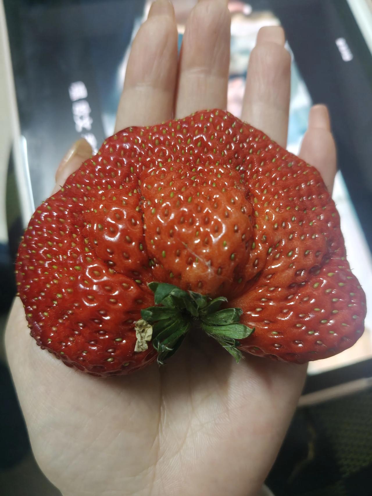 这个草莓比我的手还大呢！，关键是又香又甜，不像别的草莓既不甜也不酸，一点味都没有