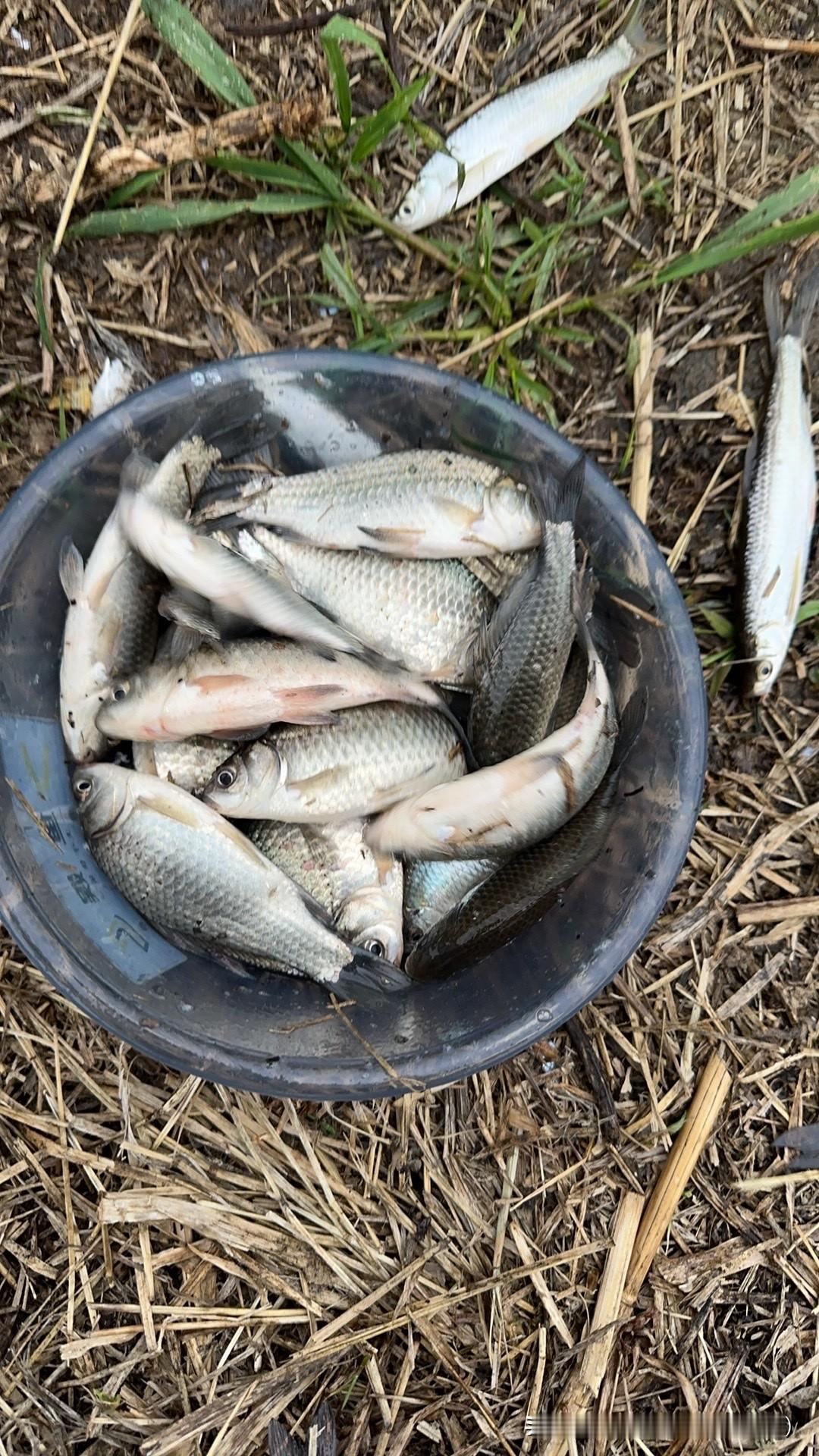 昨天周末休息，闲暇之余想着很久没有钓鱼，就跑去过过手瘾。来到一个老钓点，进行一番