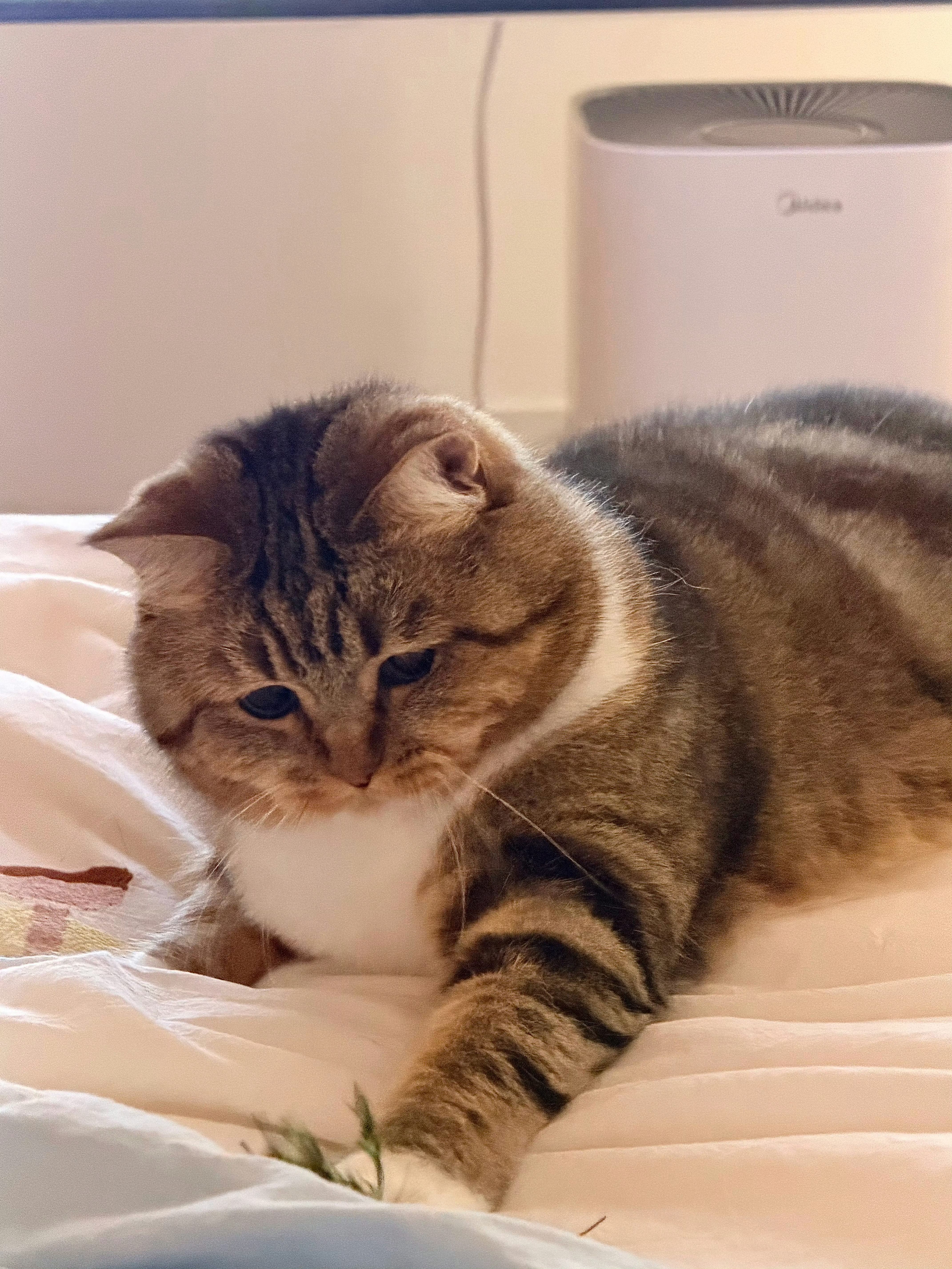 这对吗昨晚梦到和陈哲远一个饭桌吃饭难得梦到陈哲远能不能给我梦一点风花雪月的 