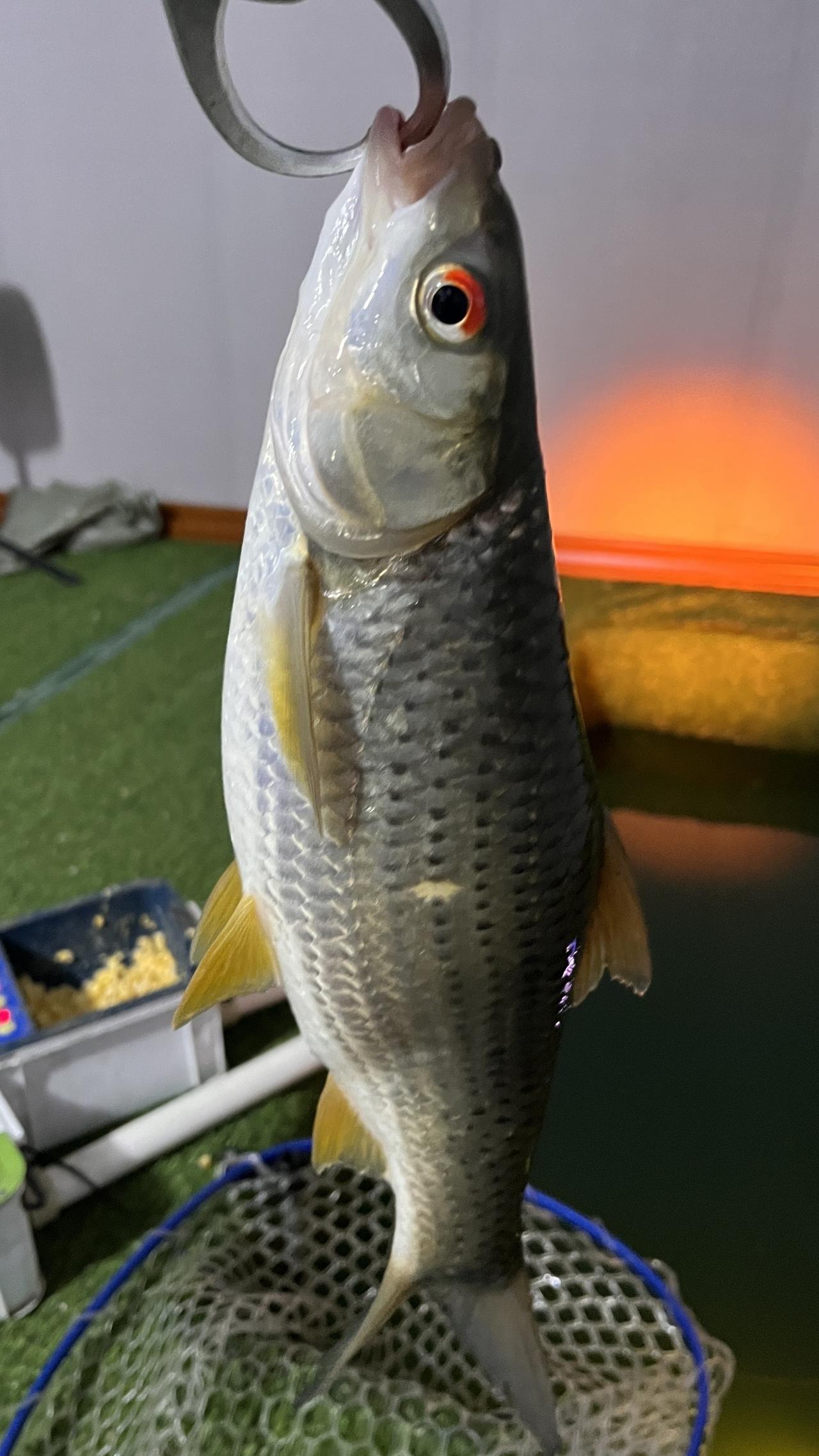 来了来了！这鱼眼皮红的，不钓生病的鱼！放了！！