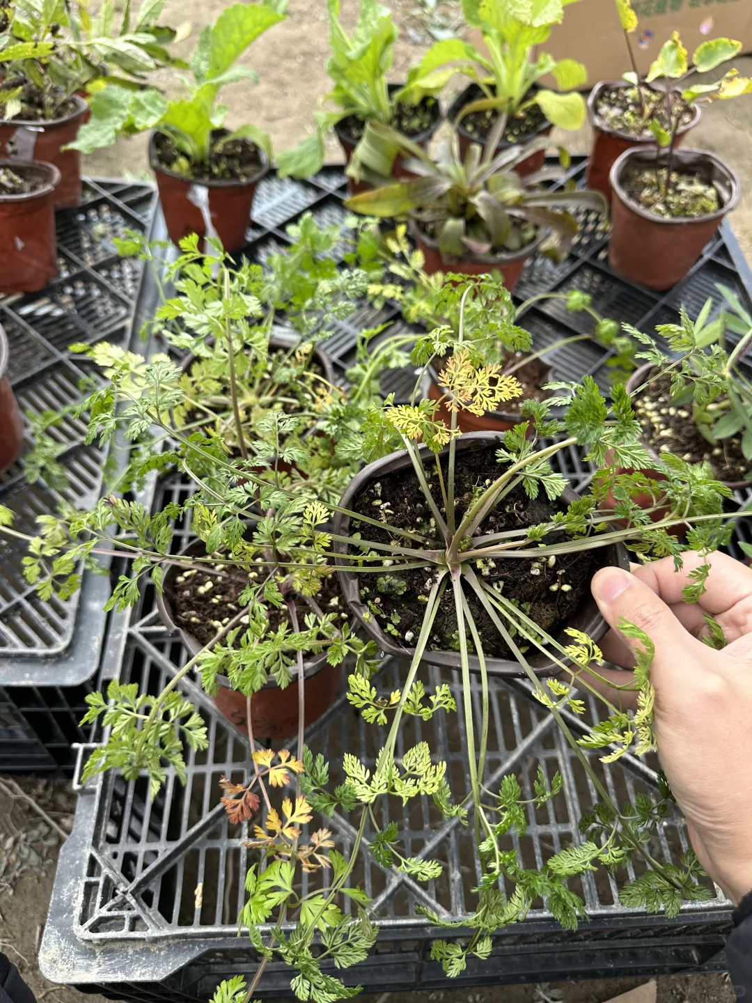 植物开箱：奥莱芹
