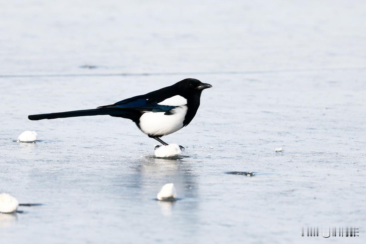 喜鹊搬运食物
（拍摄于沙河水库）