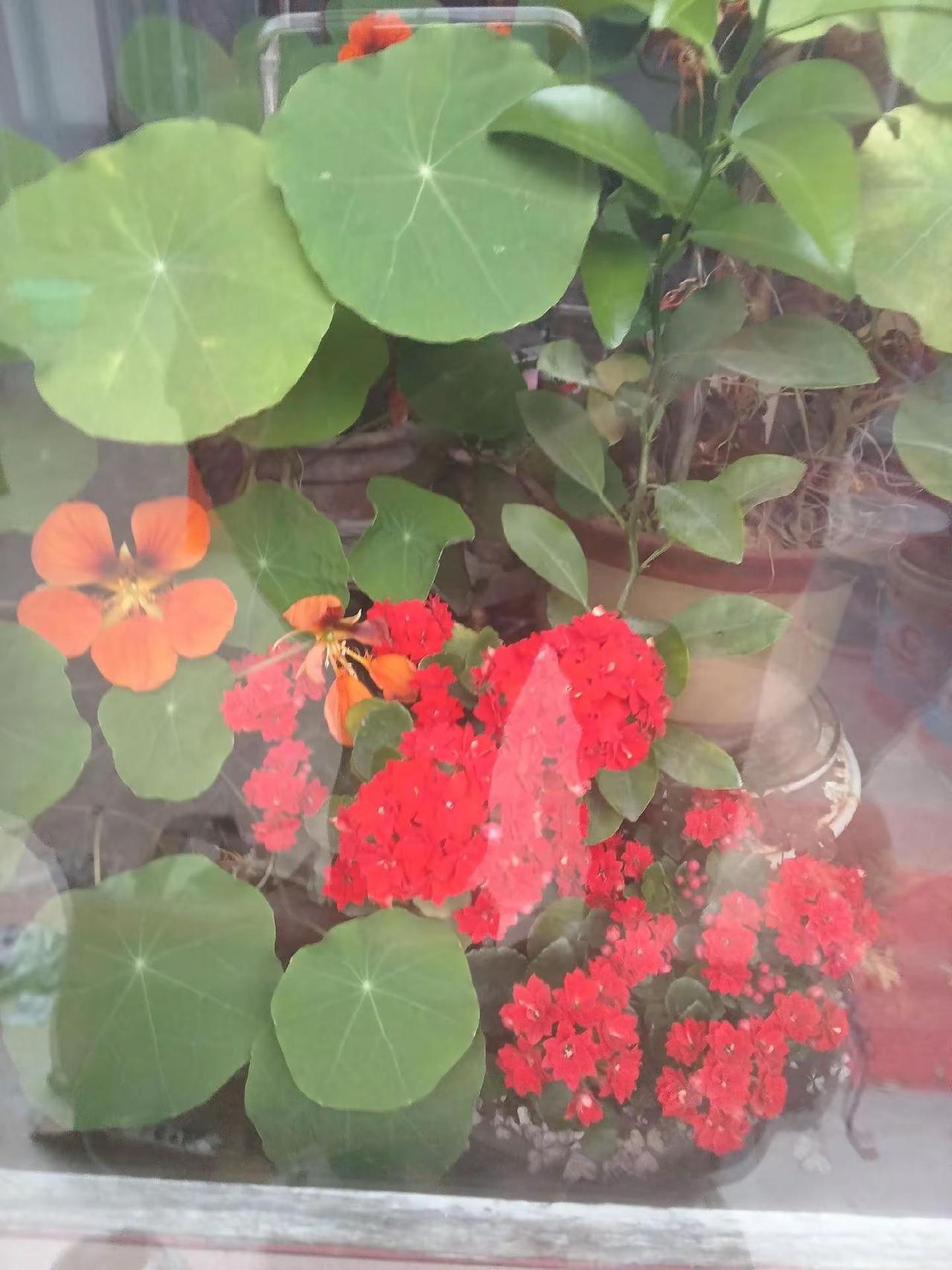 爱花爱草爱生活