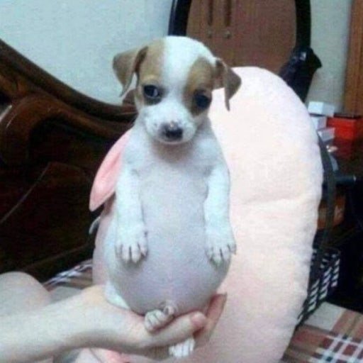 狗坨坨 