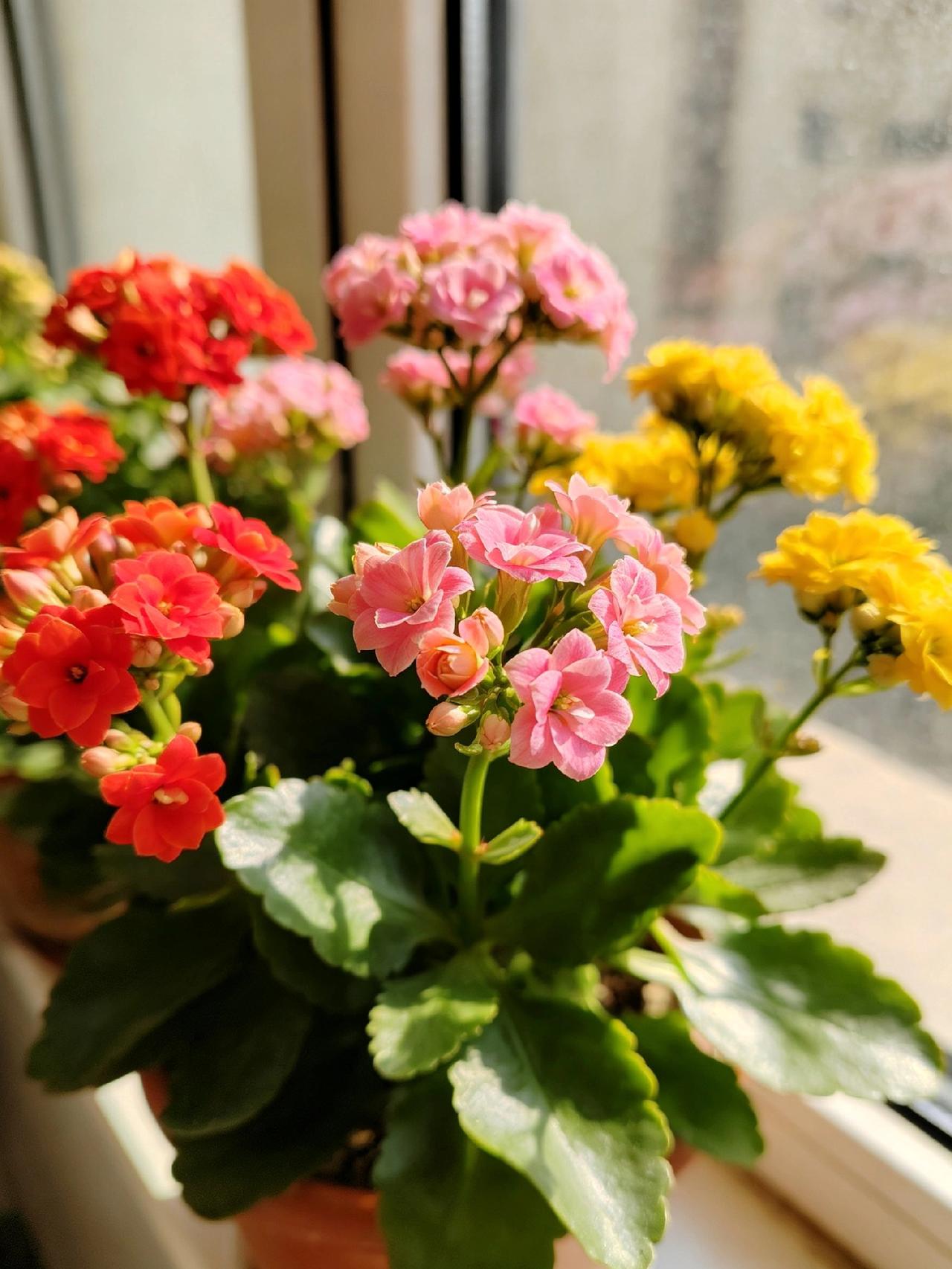 花色繁多赏心悦目，静静绽放满室温馨，闲暇时光浇浇水赏赏花，治愈所有疲惫。
平淡日