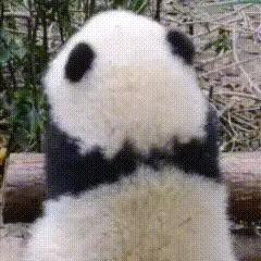植物→动物→食草动物→食肉动物→杂食动物→人类→死亡后化作植物的养分，继而转入下