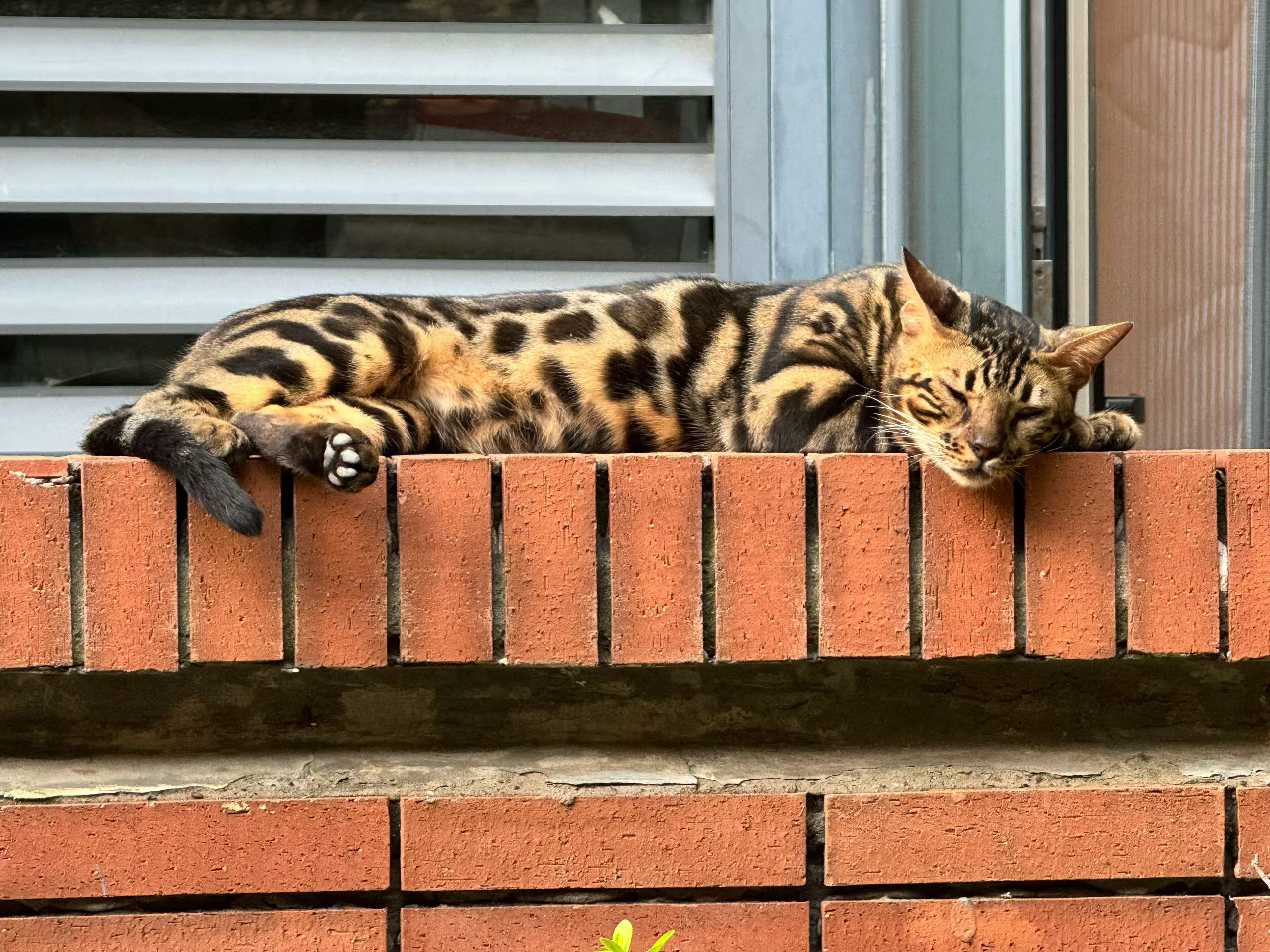 小区的猫真好看 