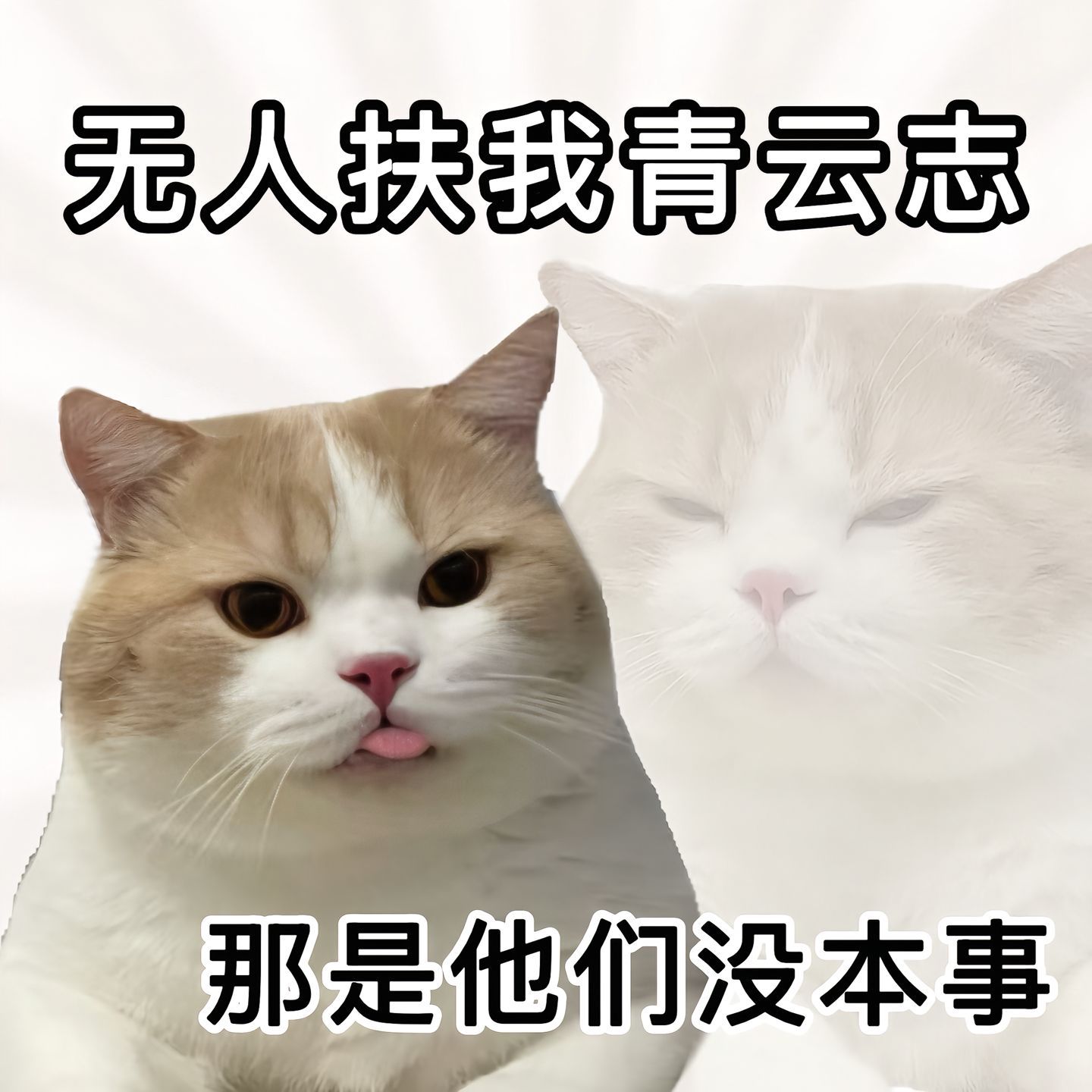 猫猫表情包表情包[超话] ​​​