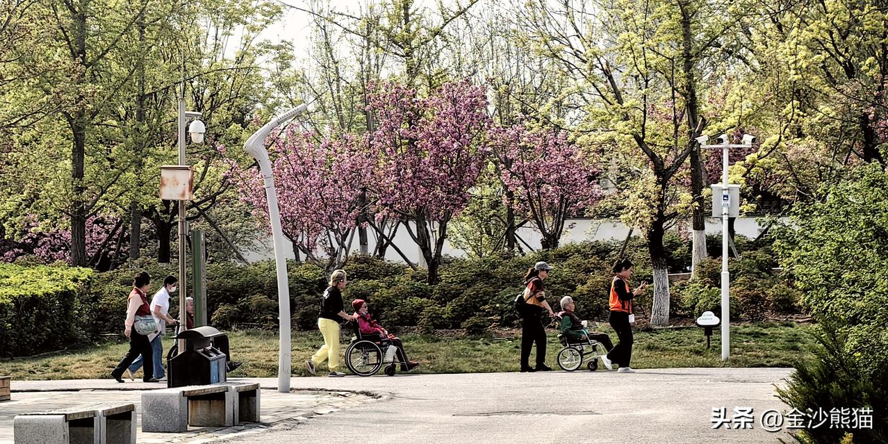 为志愿者点赞👍
在北京园博园偶遇一群志愿者推着坐在轮椅🦽上的养老院的老人们到