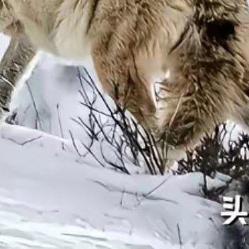 人最重要的状态不是争夺和获取，而是专注和笃定，应当像兰德那首著名的诗里说：我和谁