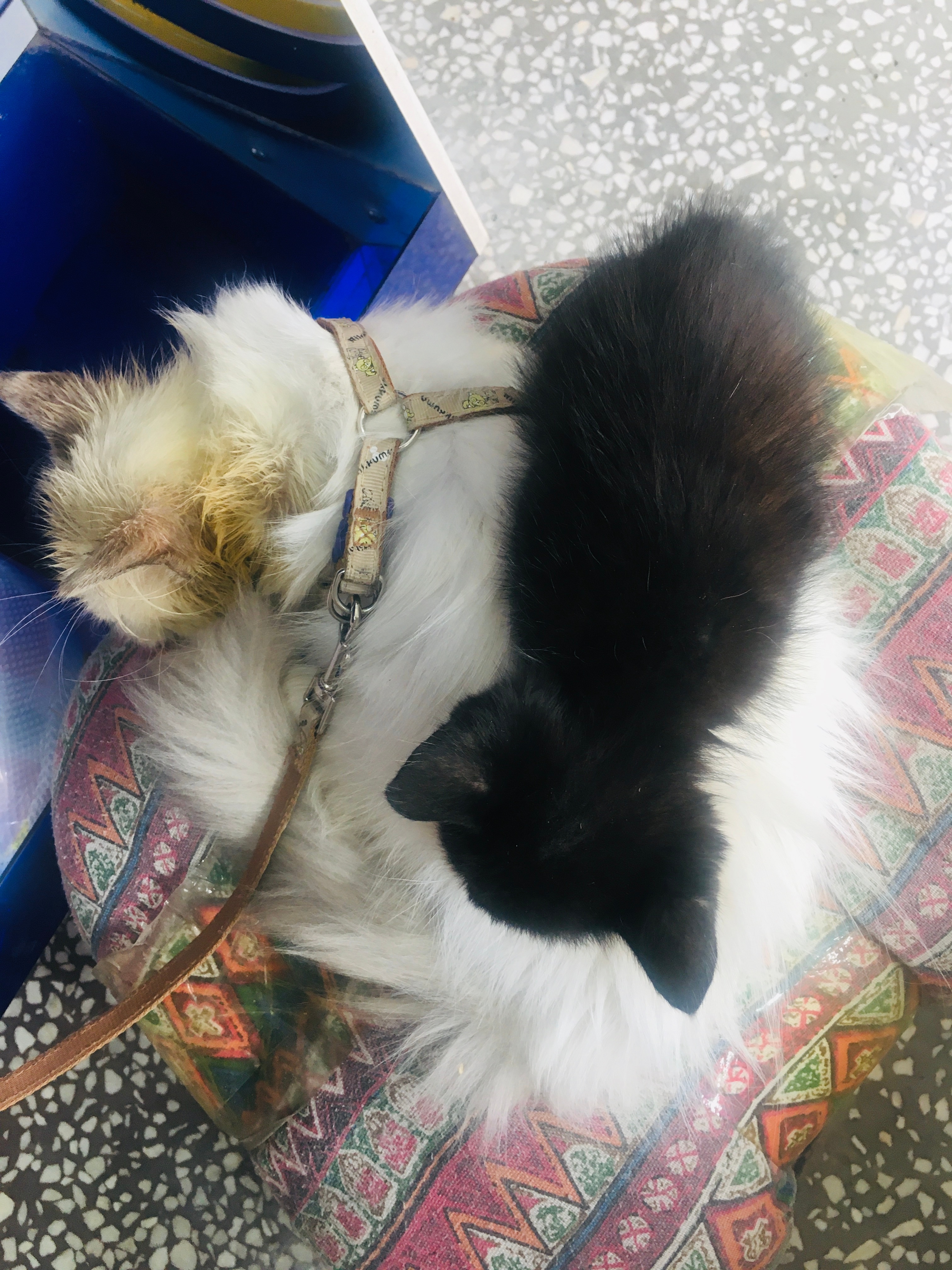 不打架是有爱的哥俩🐱🐱猫咪 丢丢 福豆 可爱萌宠 猫咪日常 ​​​