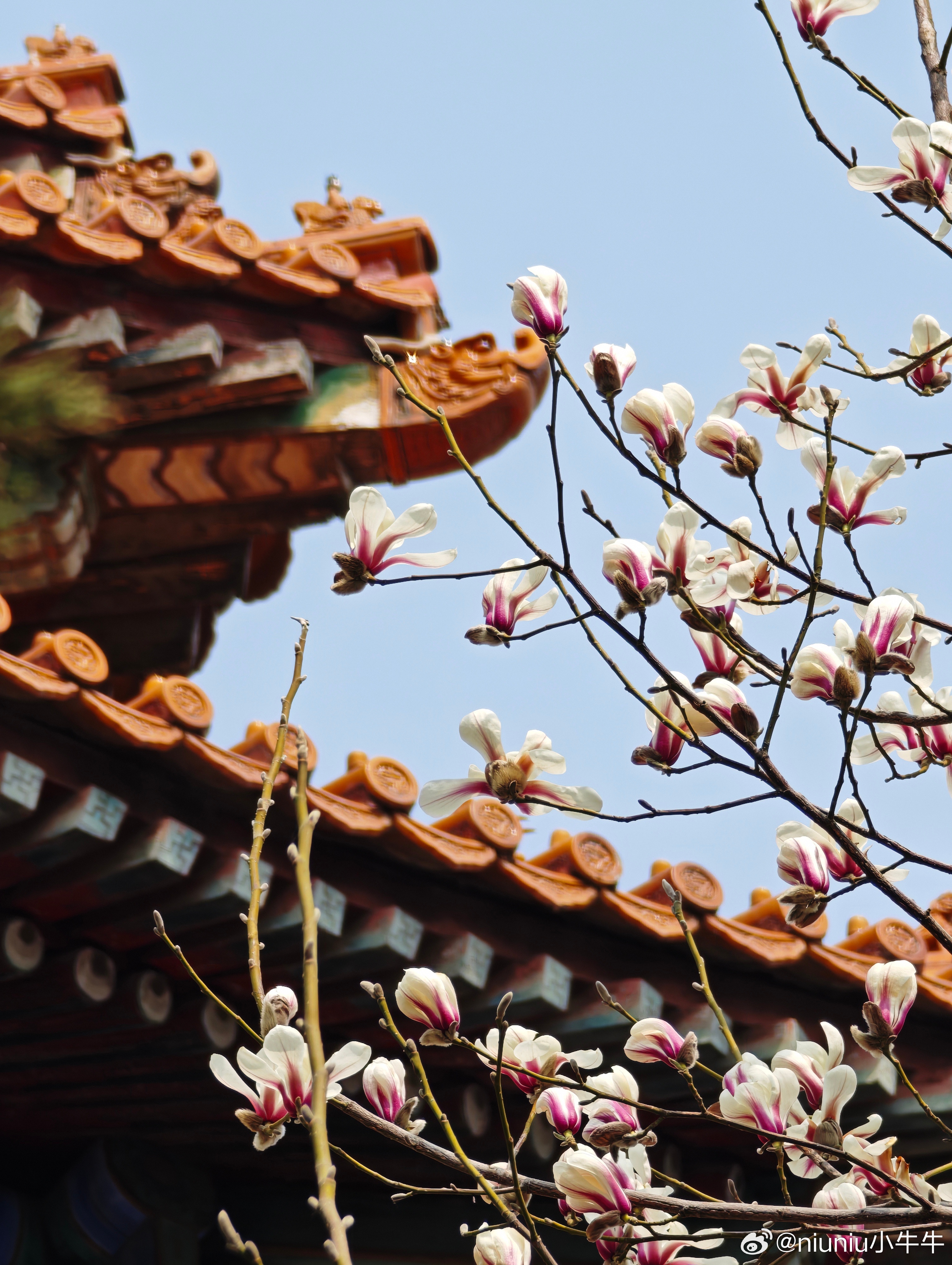 玉兰映红墙，春满东华门。3月12日随拍。  摄影