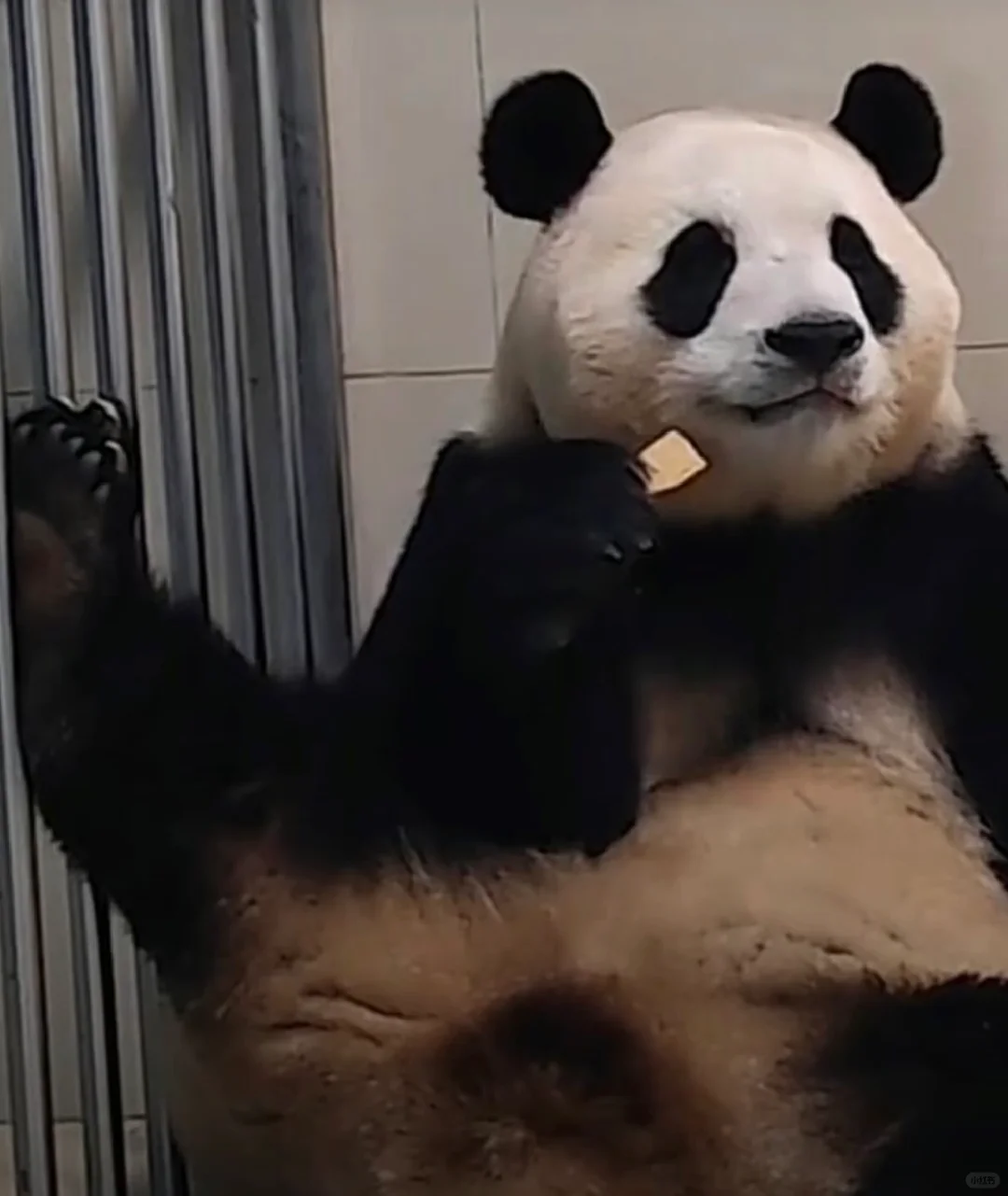 福：我可是公主呢👸