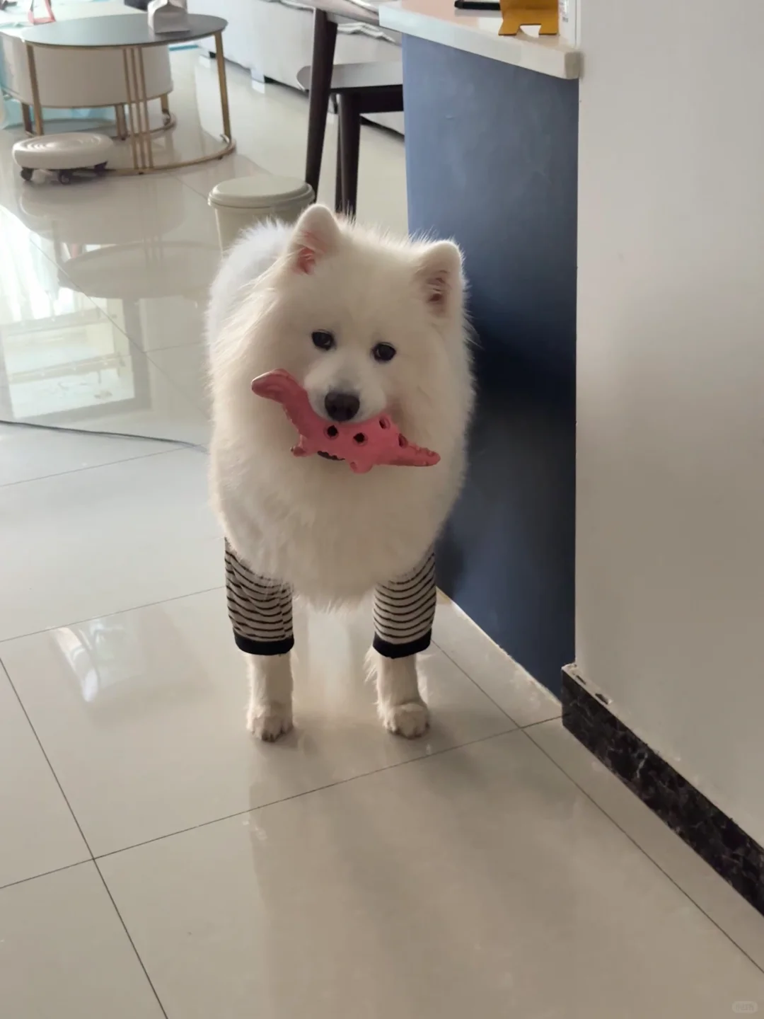 当我要出门上班时，我的小狗……