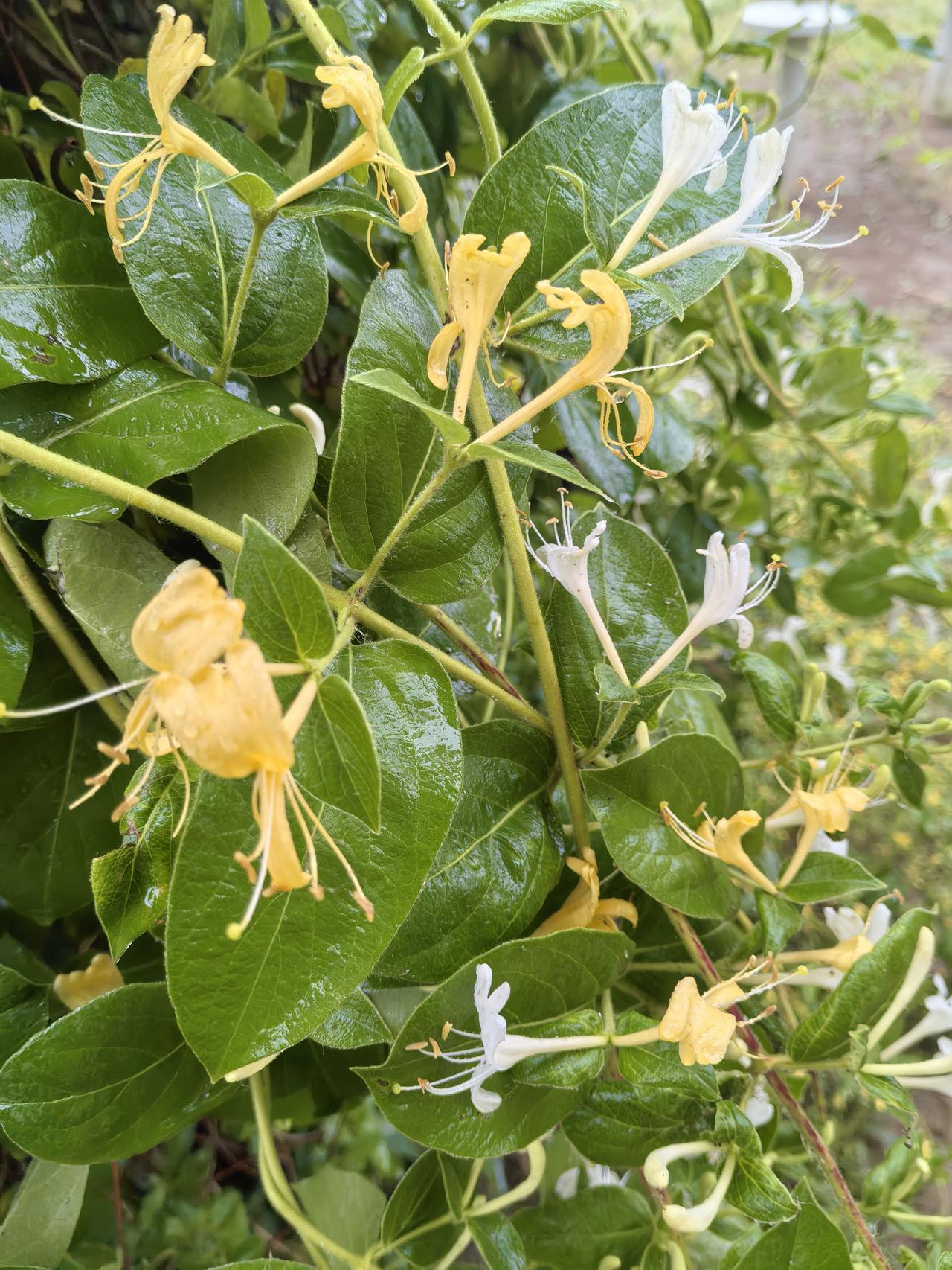 雨中漫步…随拍金银藤花
金银藤花，又名金银花，是一种非常美丽且生命力顽强的藤本植