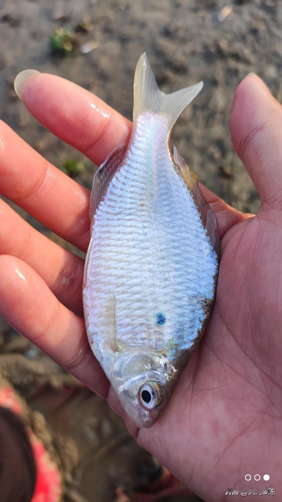 鳑鲏这玩意真的很好吃吗，怎么还有人专门钓这东西。
我感觉是是不是被逗了？
记忆中