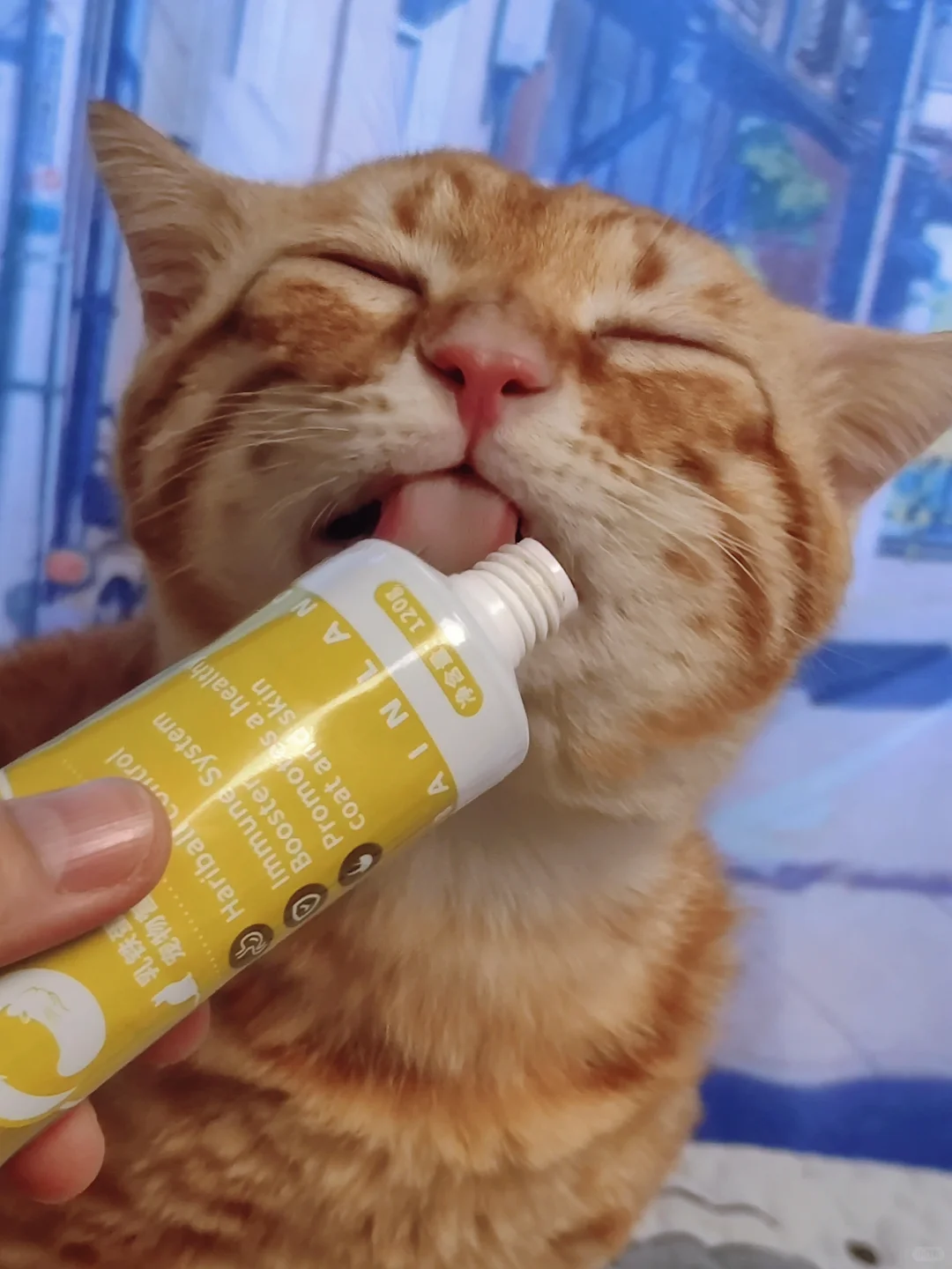 愿天下猫猫没