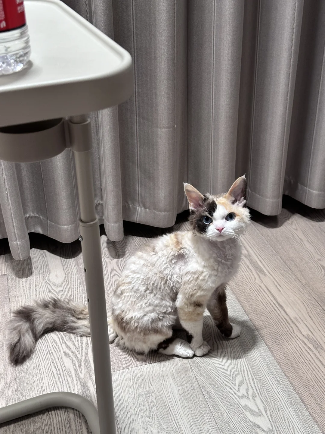 谁家小猫居然会皱眉啊😠