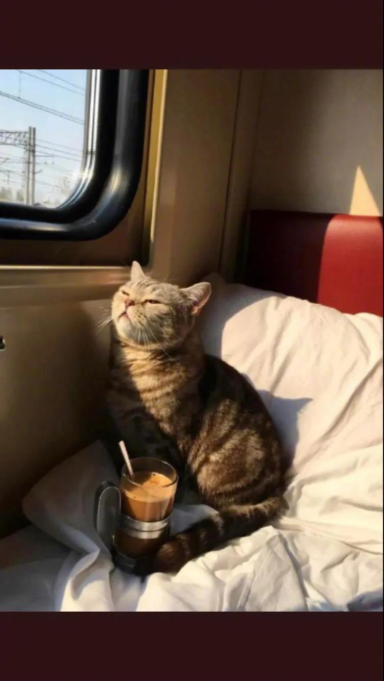猫咪：大周末来杯拿铁晒晒太阳，惬意！
