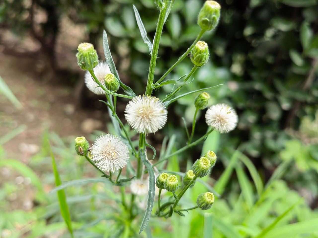 认识这种草吗？白色果球毛茸茸的，好可爱。
——
这是香丝草，农村田野常见的一种杂