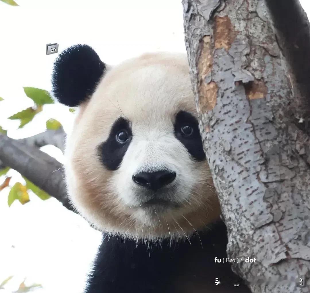 大熊猫刚回到母亲怀抱不久又要远离了
年内又有熊猫岀差美国加州圣地亚哥动物园
木以
