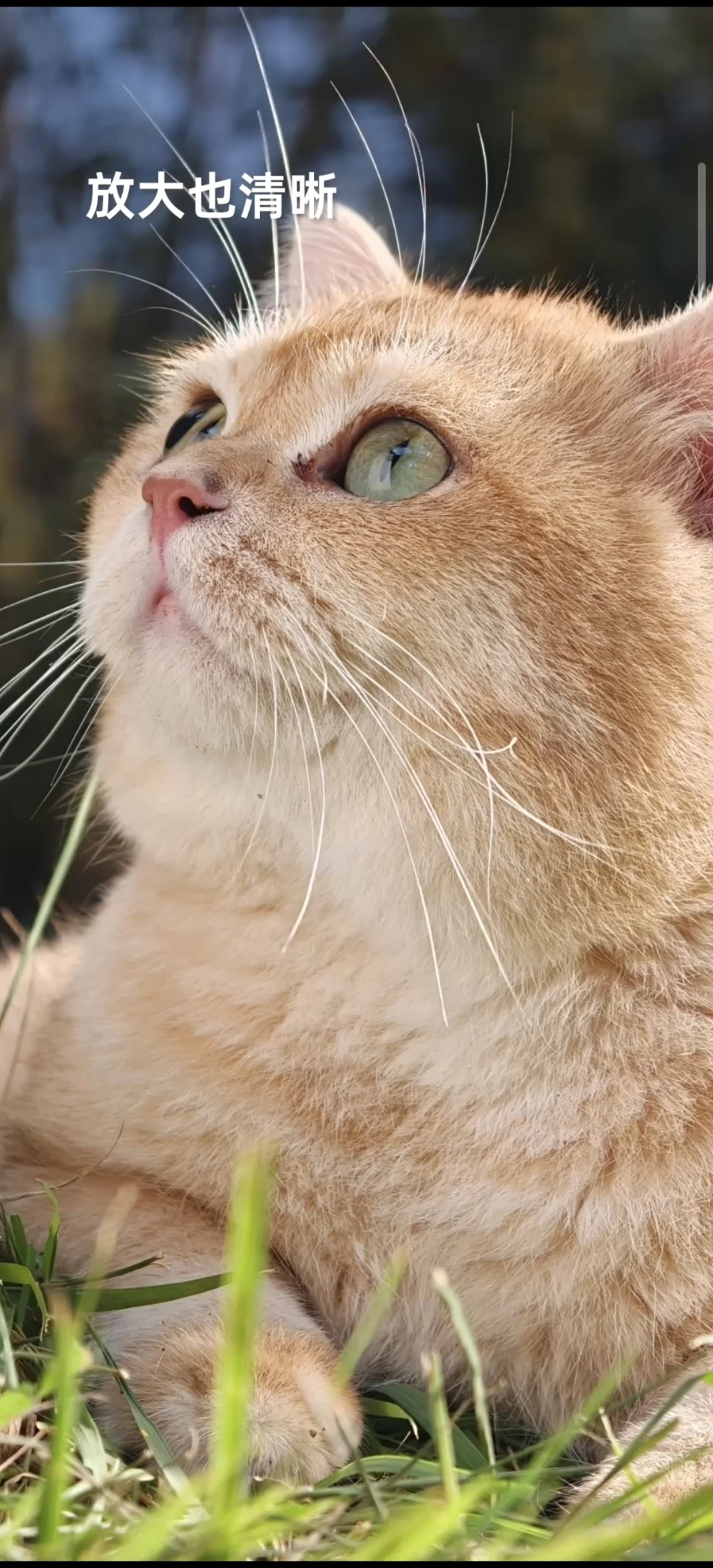 可以发4K超高清Live图啦！