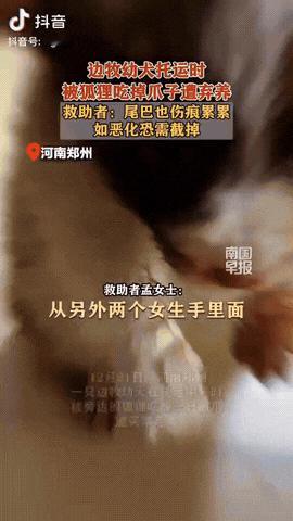 河南郑州，一只边牧幼犬在托运中转时被狐狸吃掉爪子遭弃养，一名女子看发现后就救助这