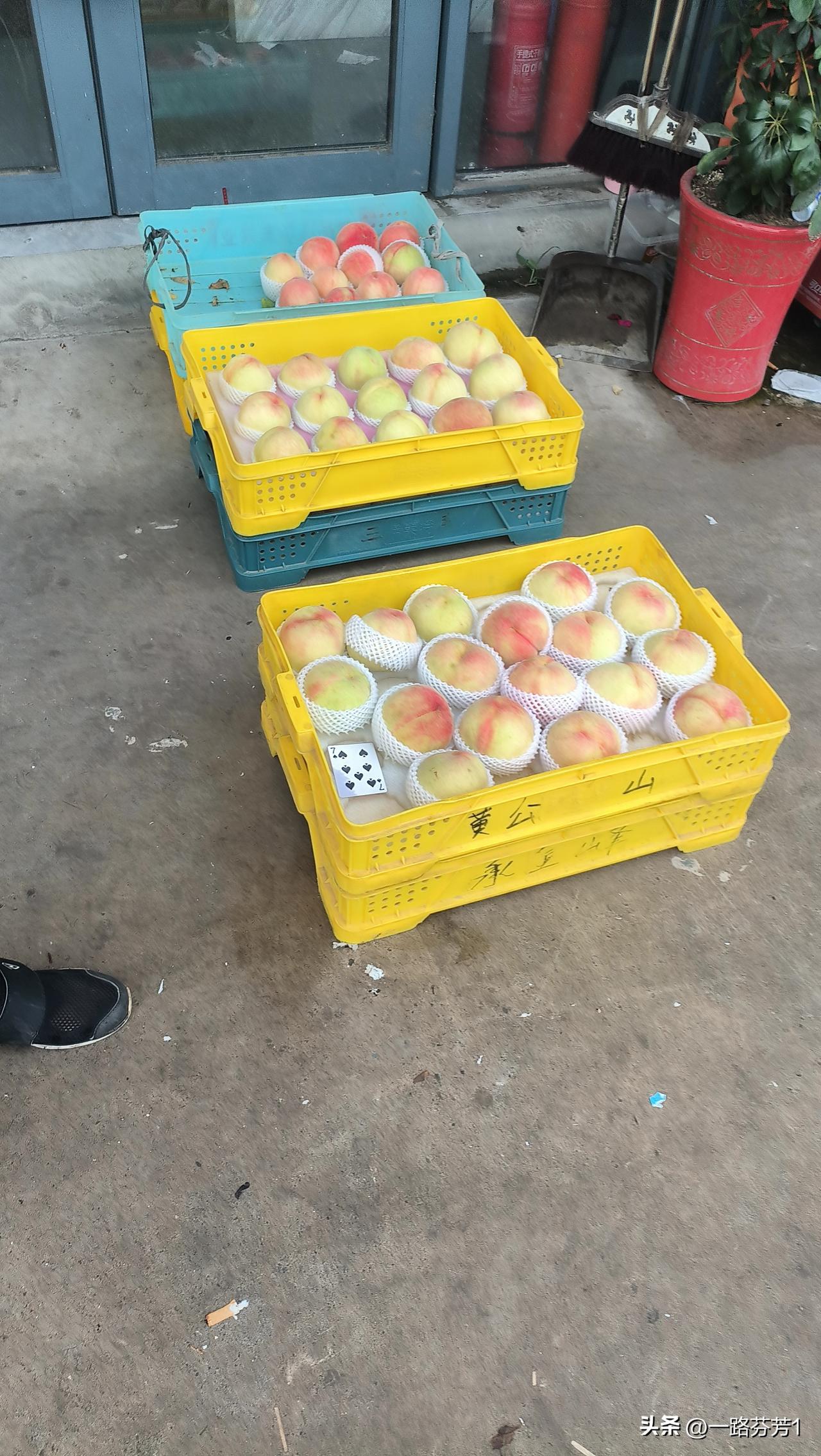 阿霞见到我，马上让我去拿熟桃，来这儿不管饭，但桃管够，这熟桃太多了，有的一大片颜