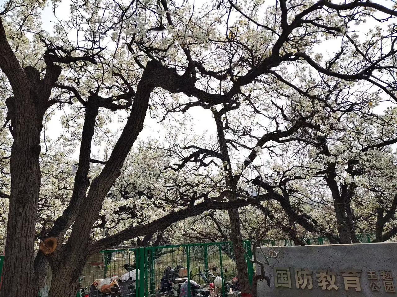 忽如一夜春风来，千树万树梨花开。
​      ——东小屯梨园小记
乔延宾