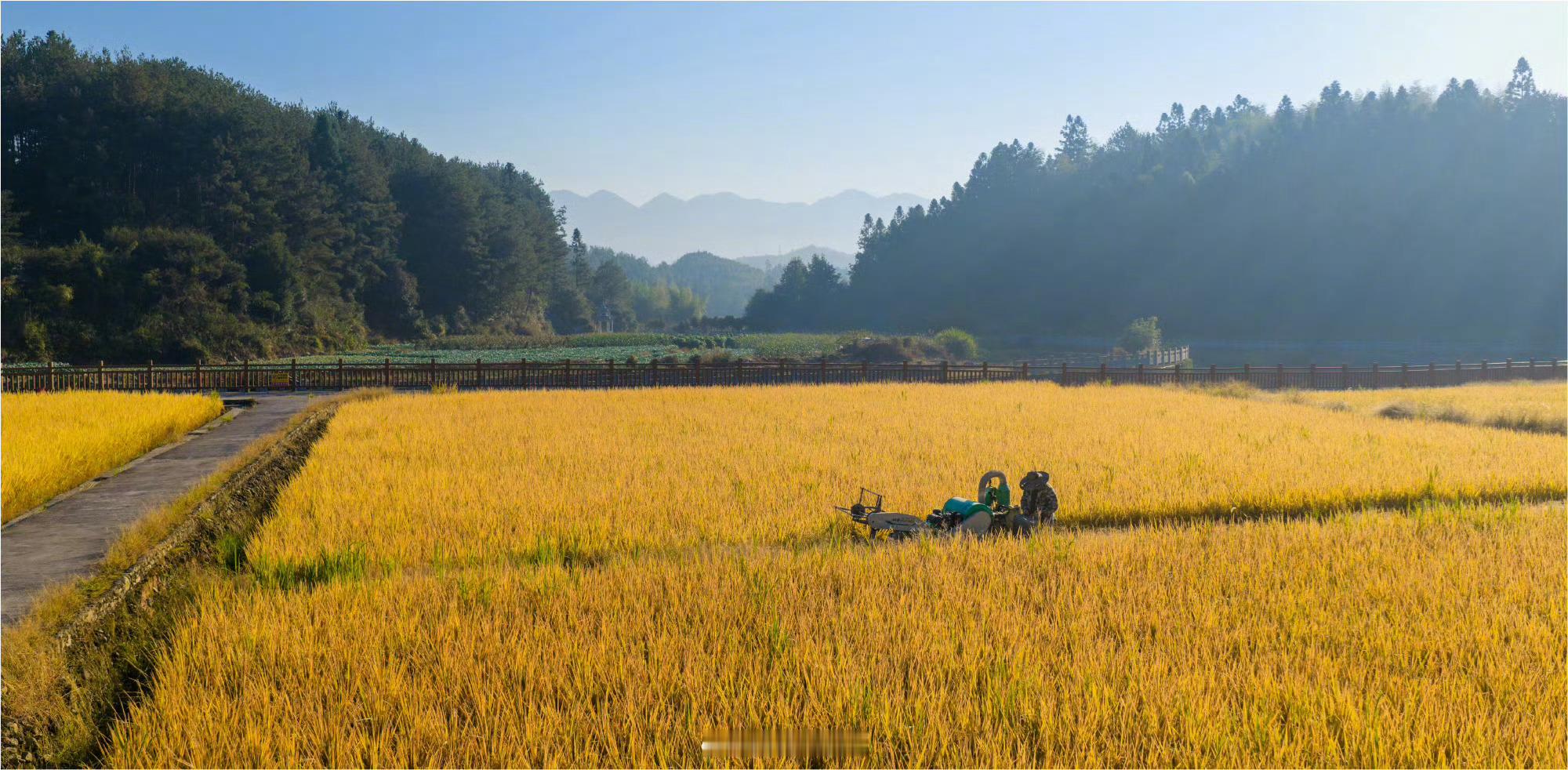福建[超话]福建秋天的氛围感上新了闽式金秋自在山海【宁德屏南·官田洋】晨光洒落田